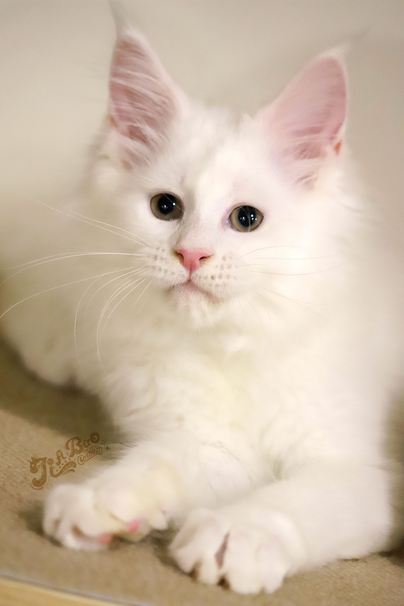 家寶寵物／白色緬因貓