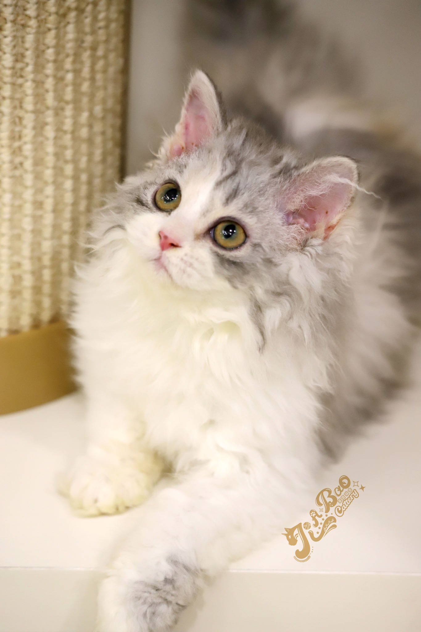 家寶寵物／銀三花賓士賽爾凱克捲毛貓