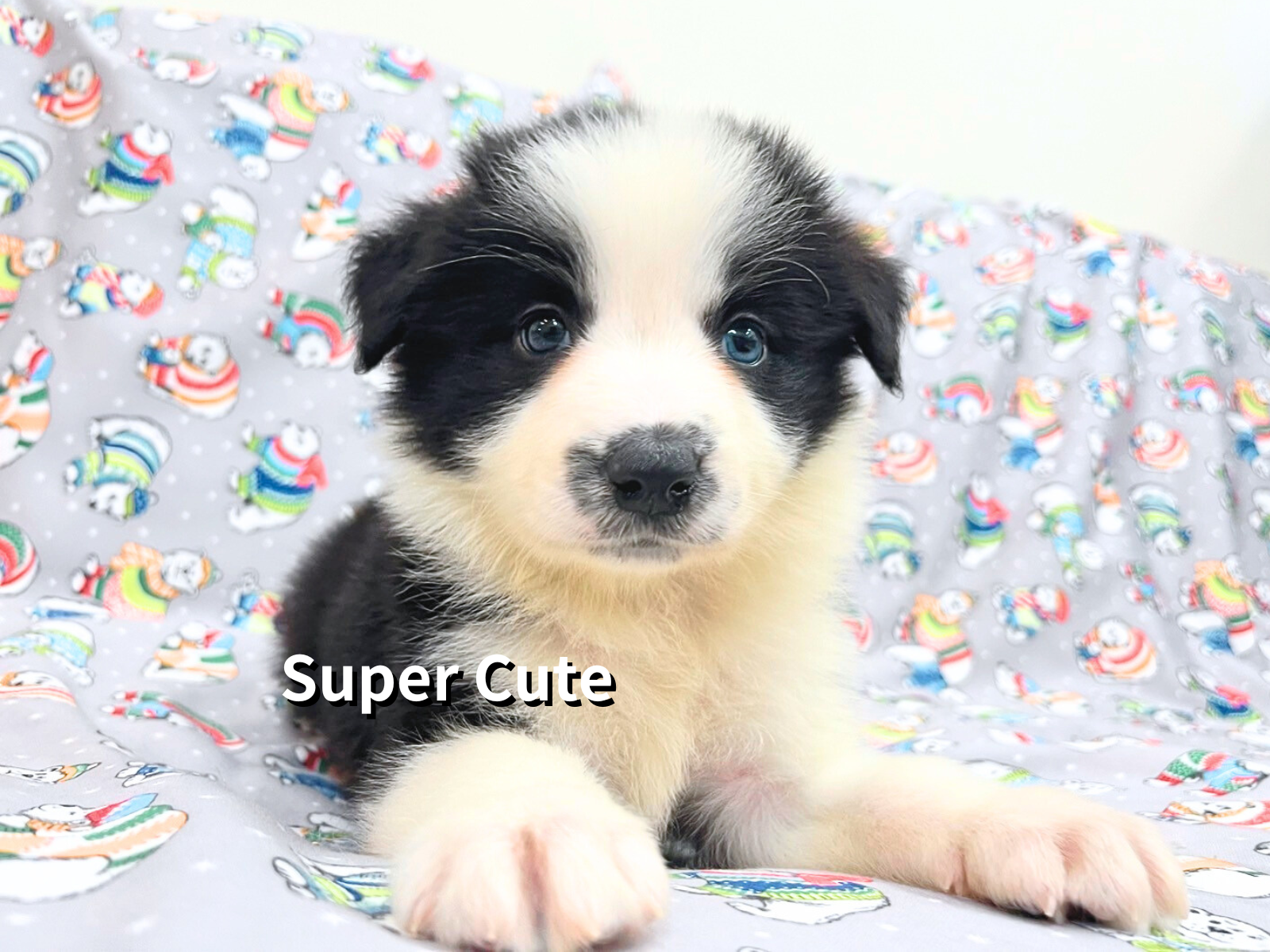 超可愛名犬社／邊境牧羊犬