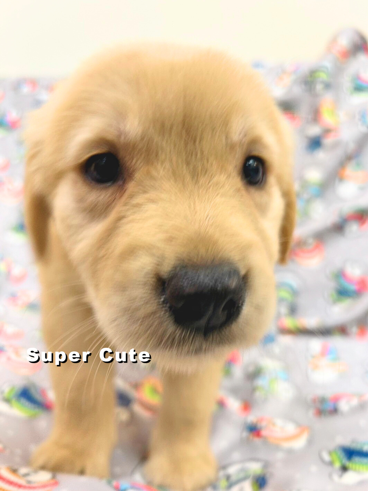 超可愛名犬社／黃金獵犬