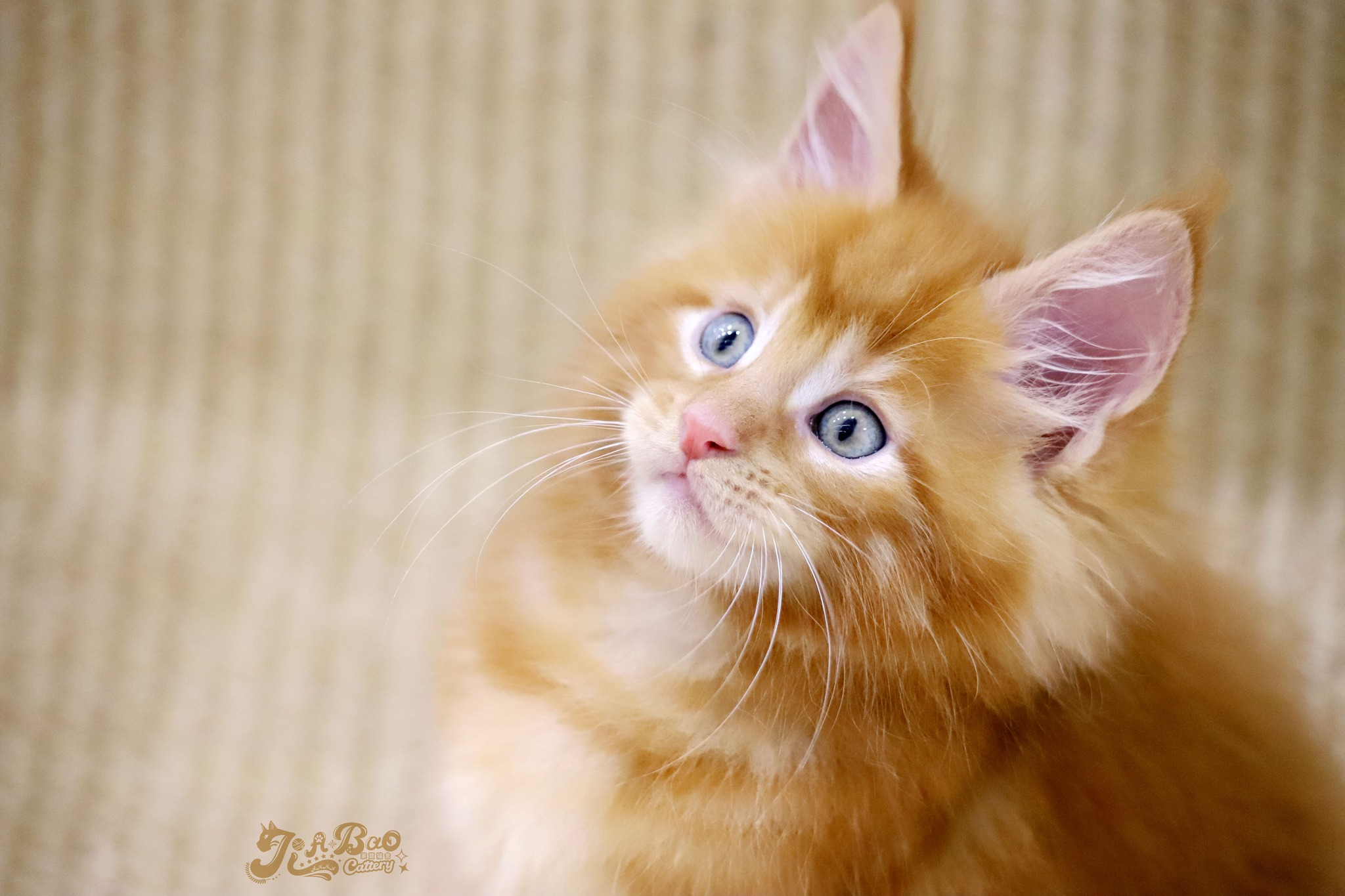 家寶寵物／紅虎斑緬因貓