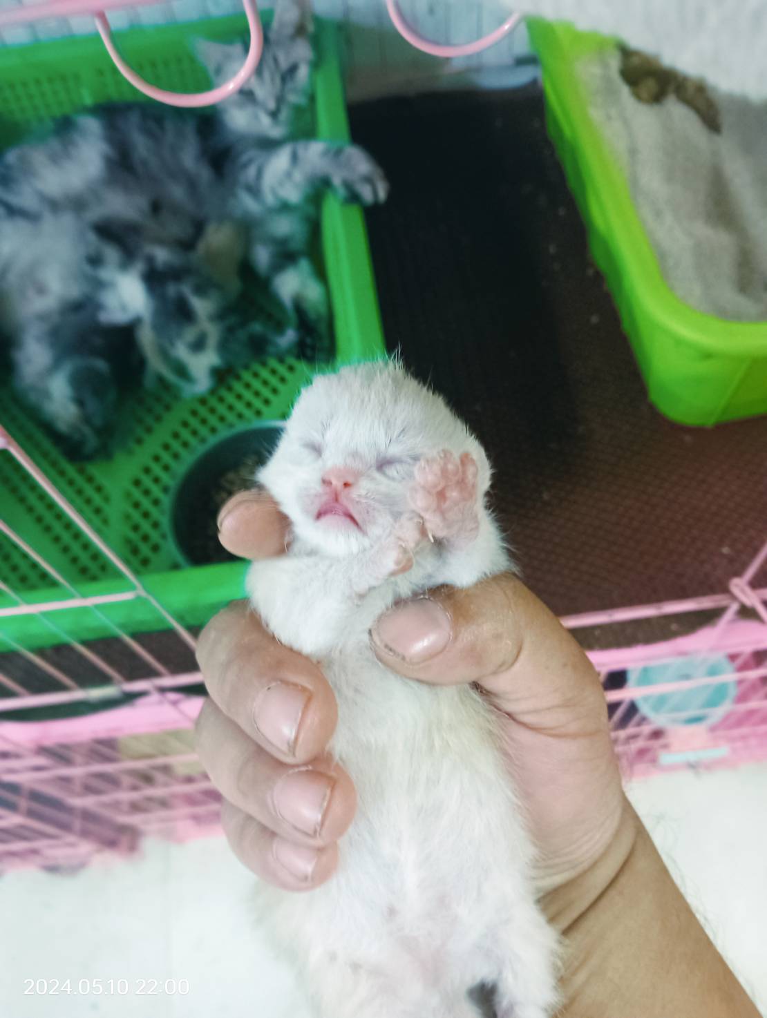 幸福朵貓貓貓舍／奶油曼赤肯