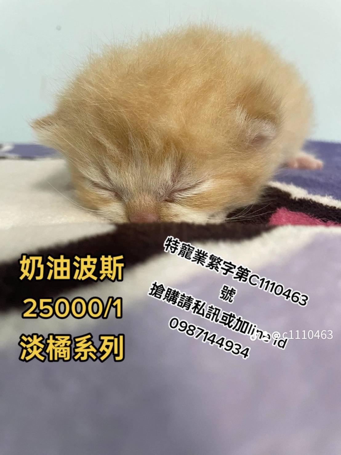 幸福朵貓貓貓舍／波斯貓&英國短毛貓