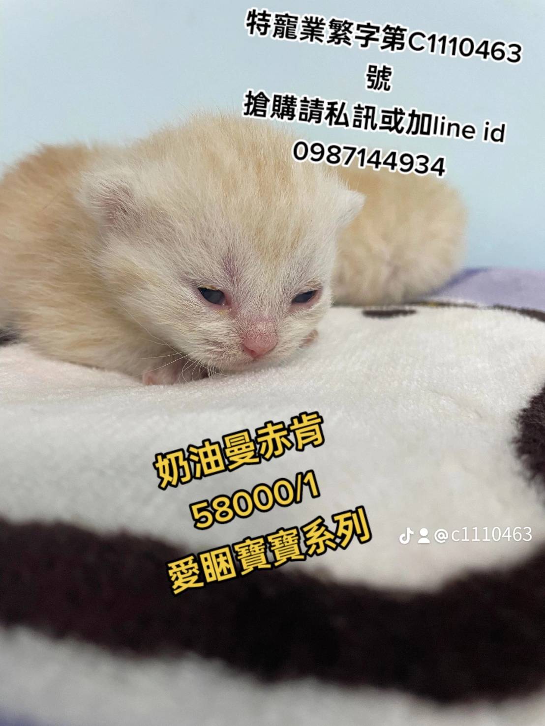 幸福朵貓貓貓舍／奶油曼赤肯