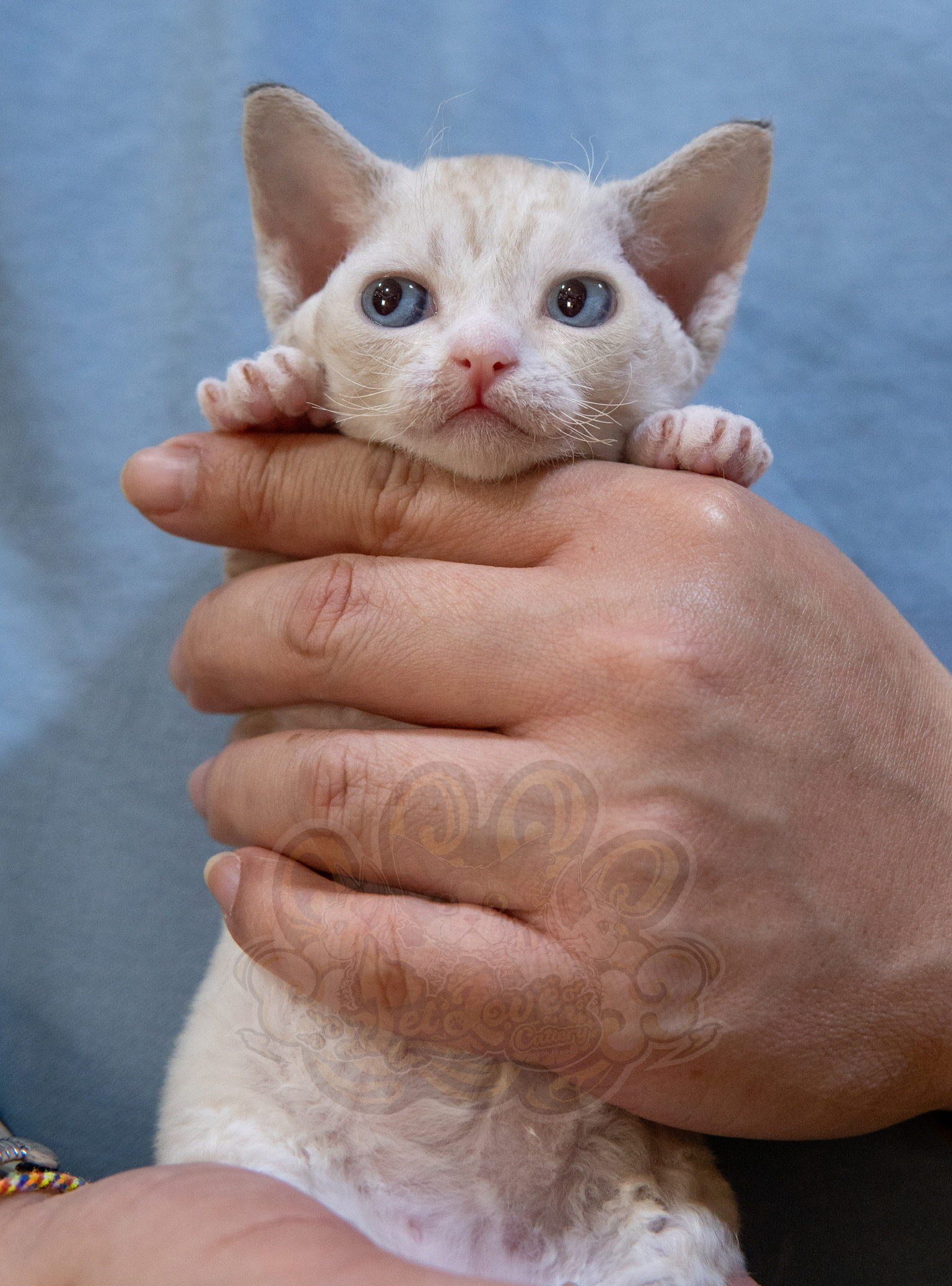 寵愛貓舍／海豹色德文捲毛貓