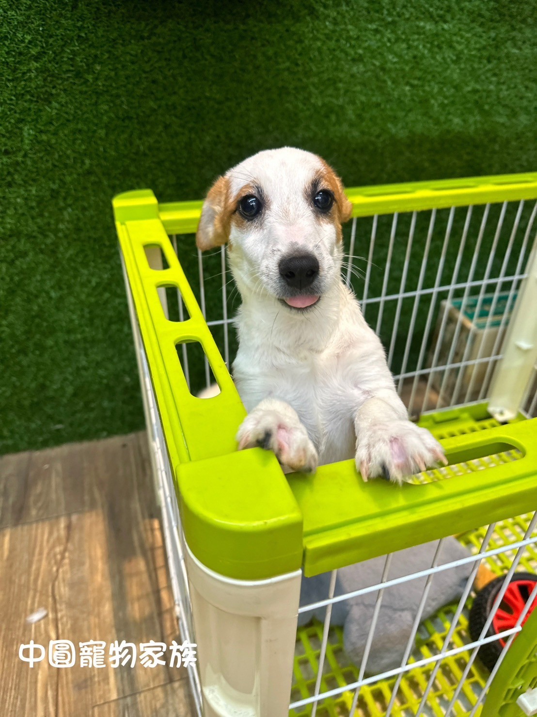 中圓寵物家族／黃白傑克羅素梗