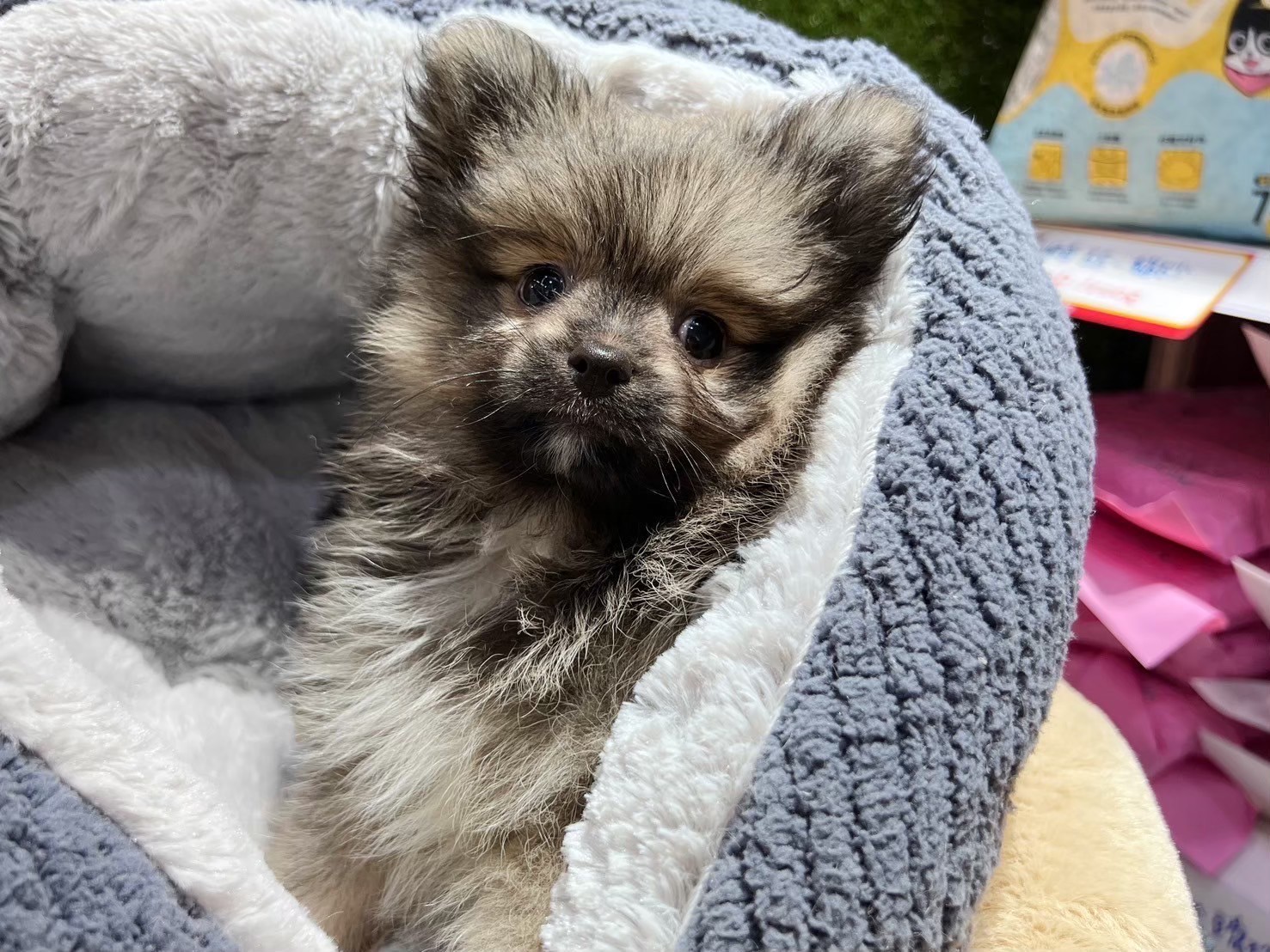 中圓寵物家族／博美犬