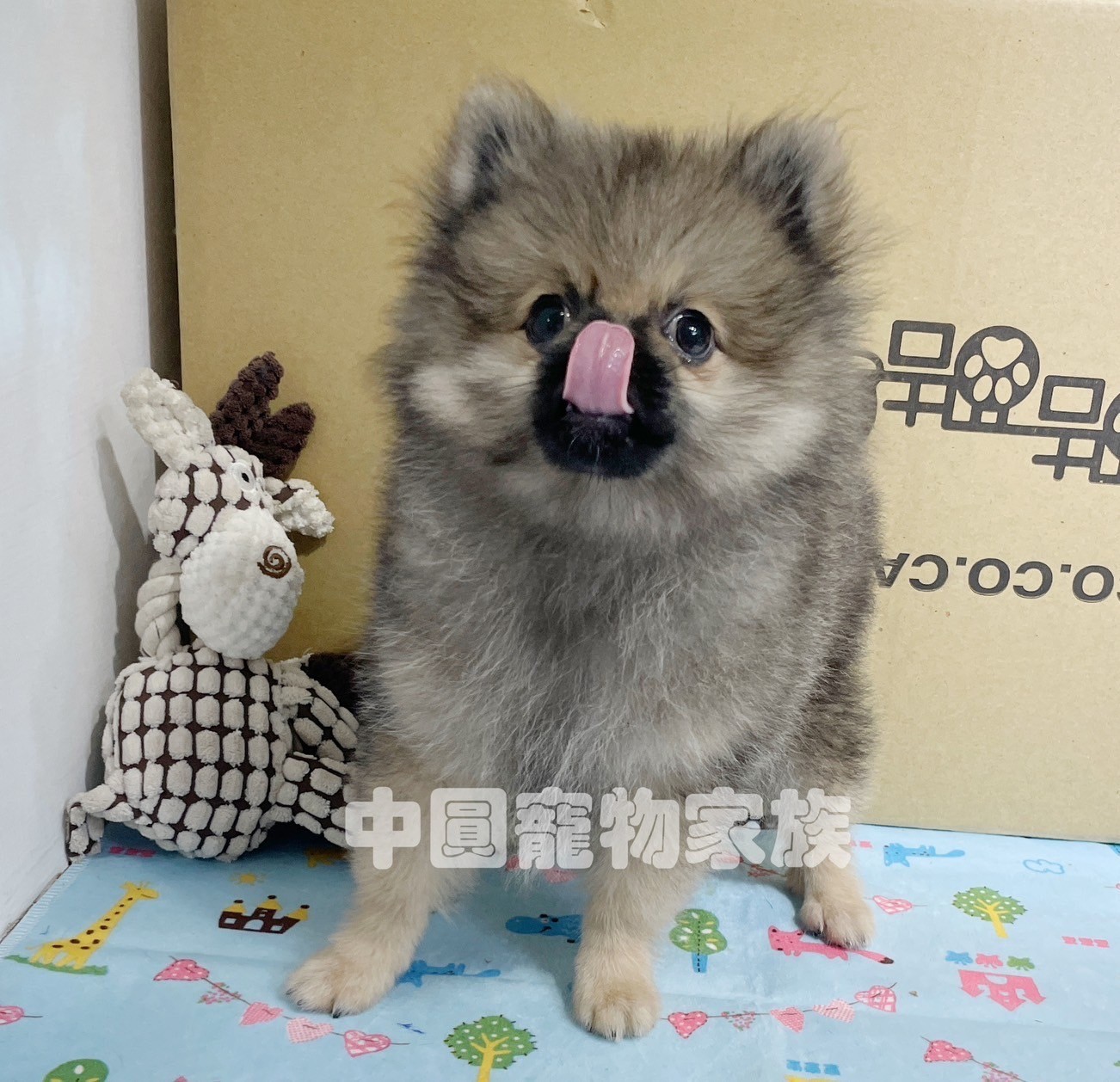 中圓寵物家族／紅棕博美