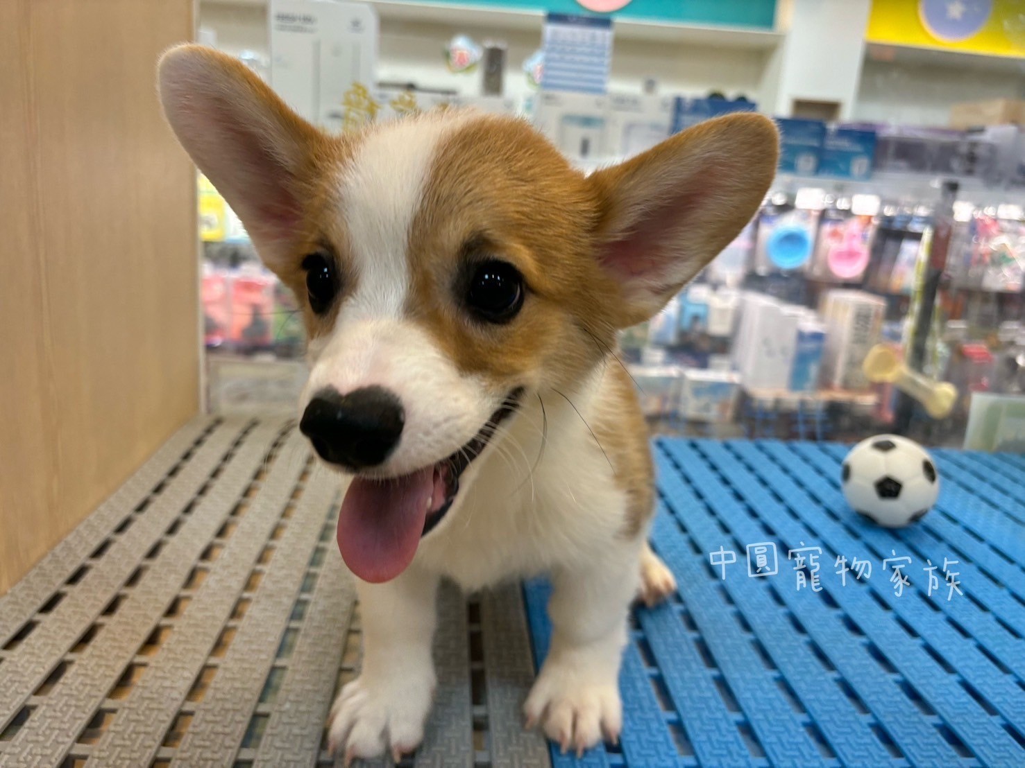 中圓寵物家族／黃白色柯基犬