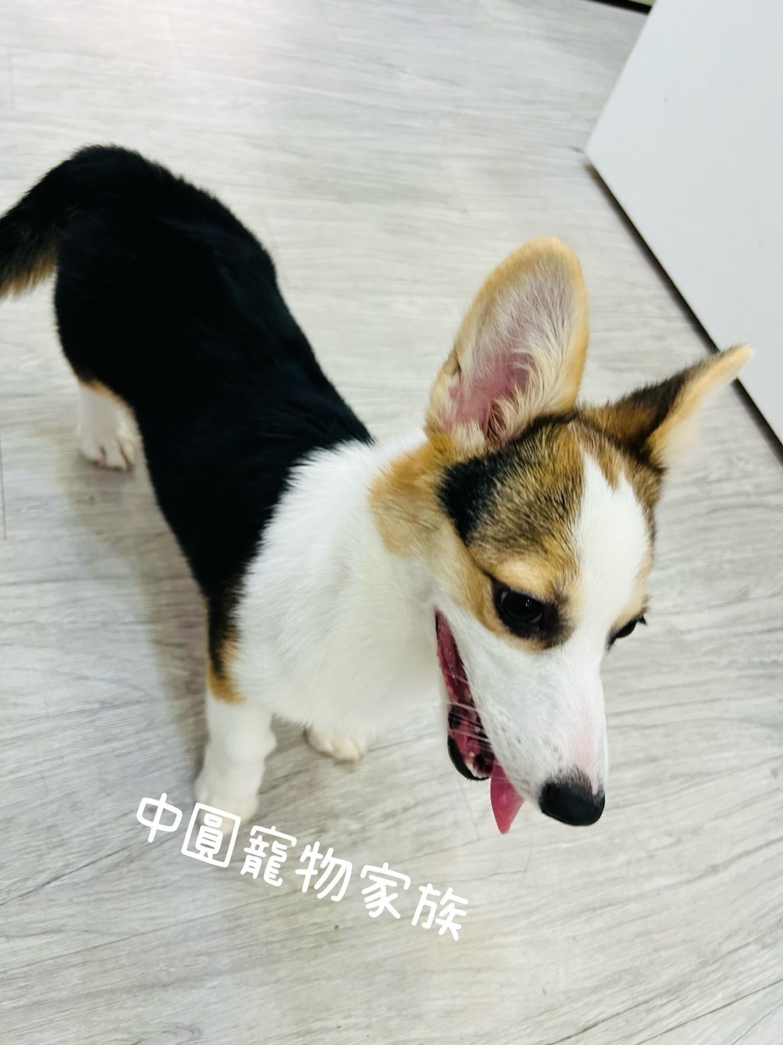 柯基犬– 第2 頁– 小白故事| 幼犬貓買賣知識分享| 合法寵物店