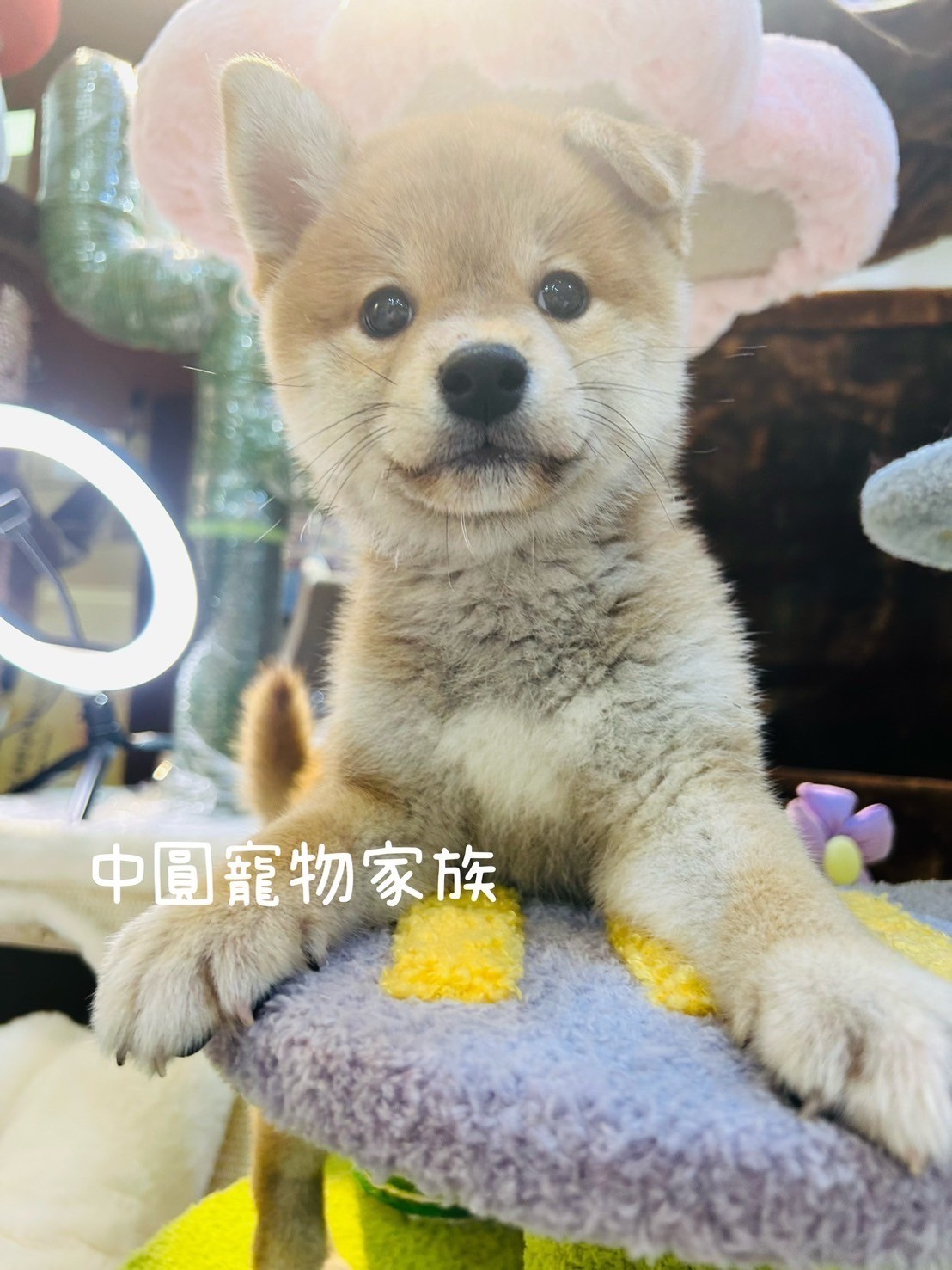 中圓寵物家族／赤色柴犬