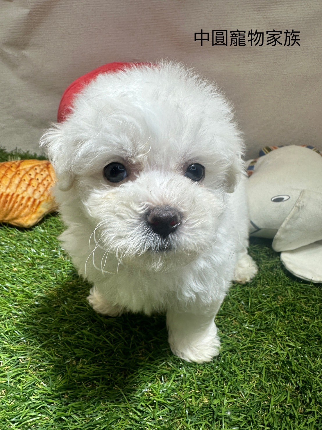中圓寵物家族／白色比熊犬