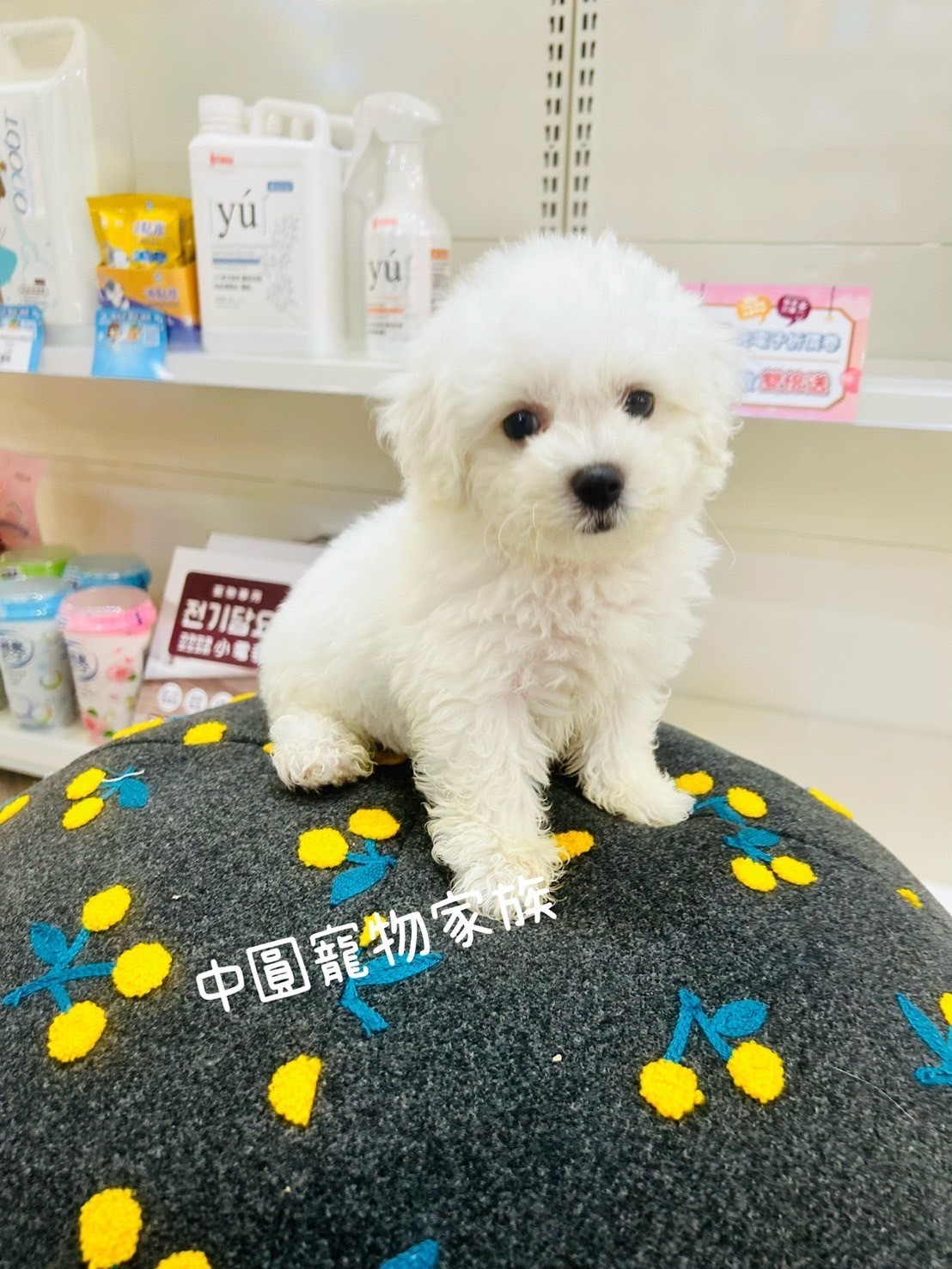 中圓寵物家族／白色比熊犬