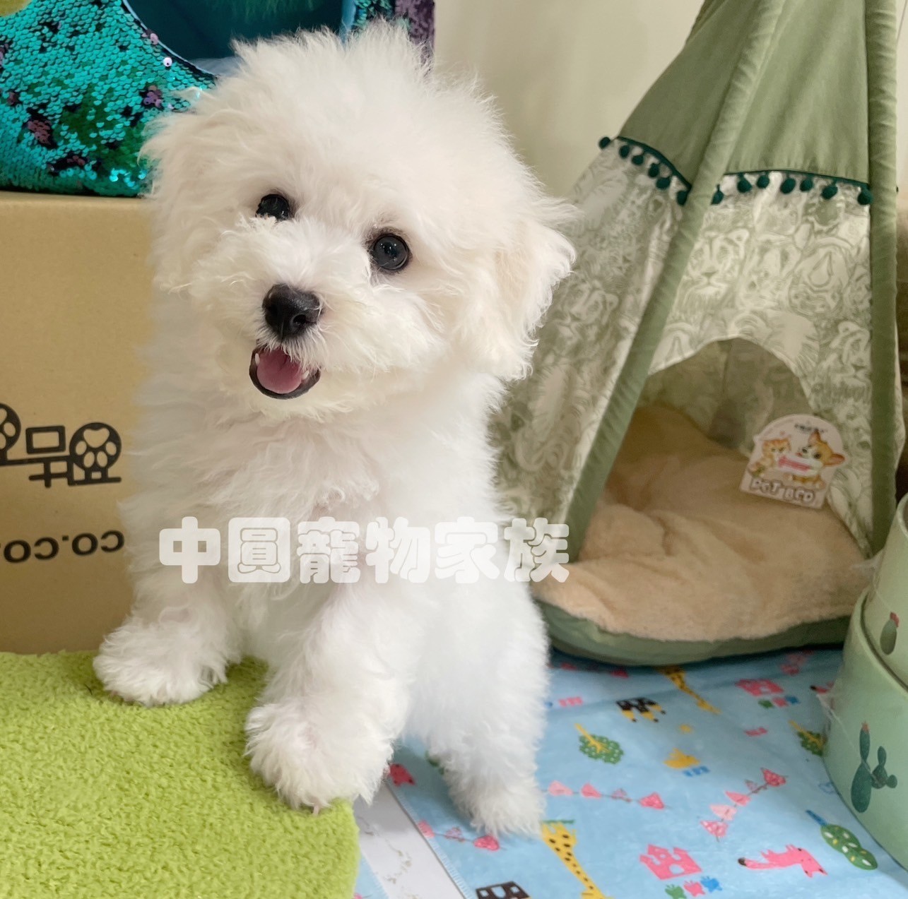 中圓寵物家族／白色比熊