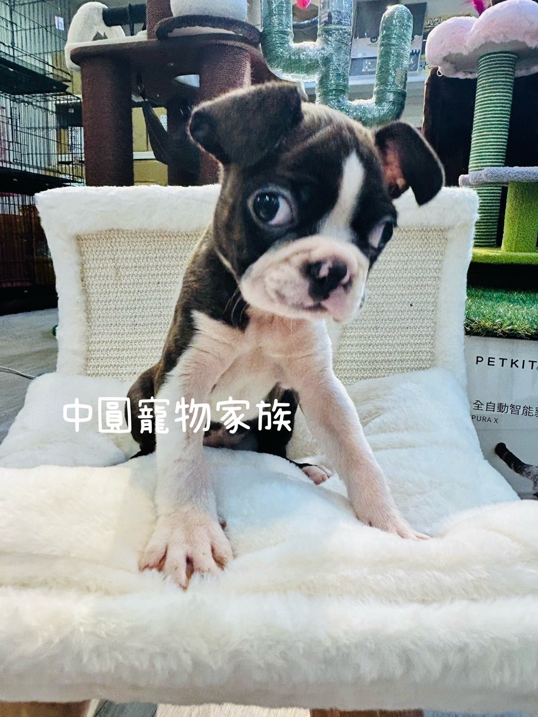 中圓寵物家族／黑白色波士頓梗