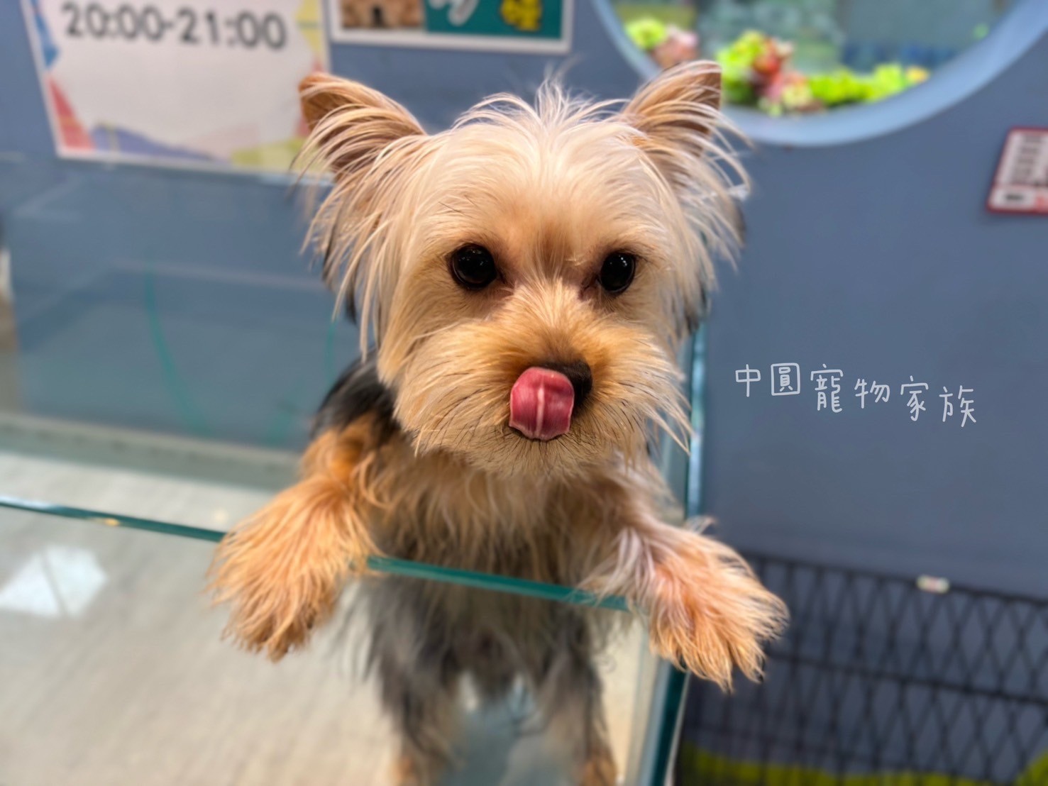 中圓寵物家族／黑金約克夏