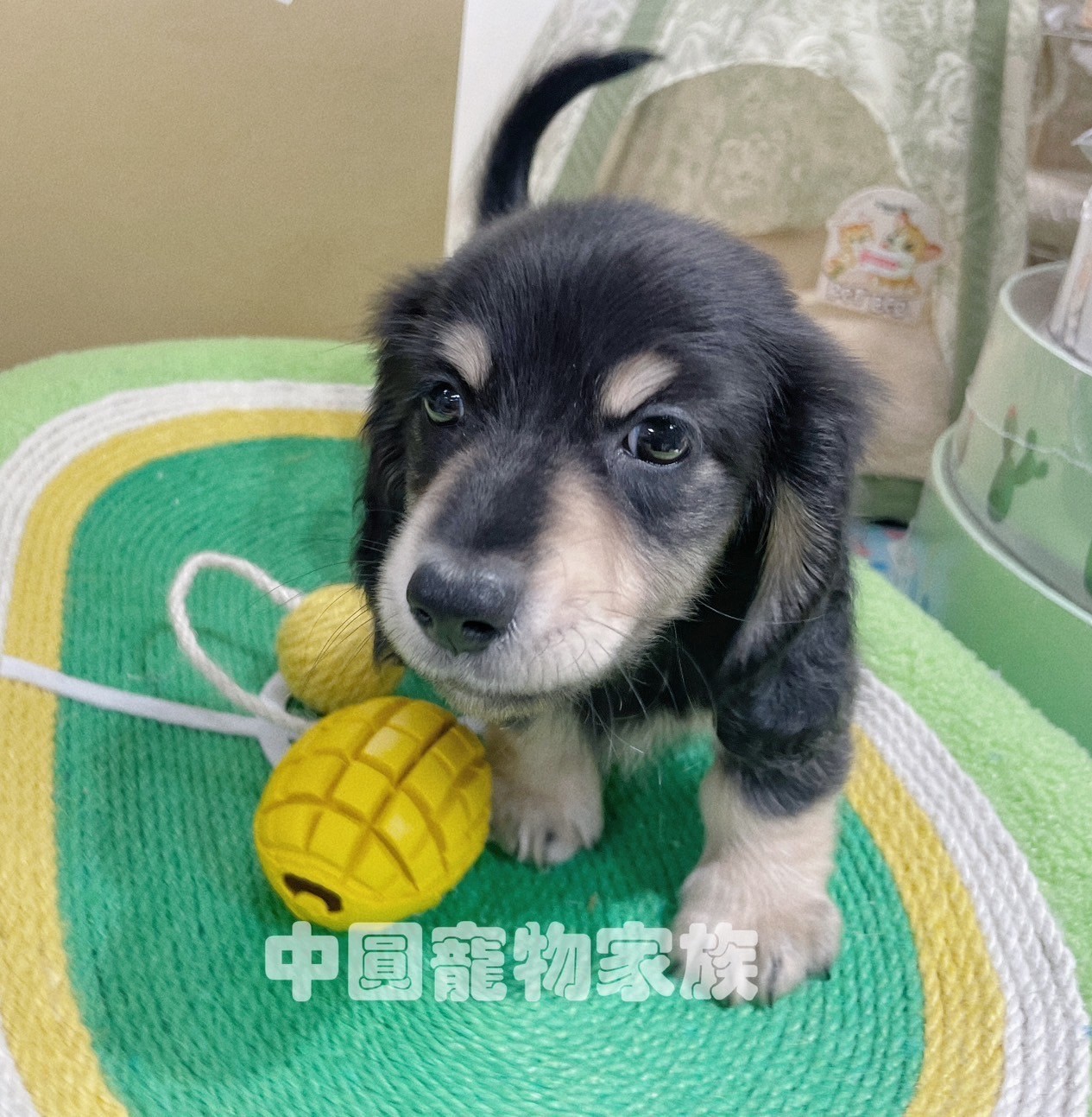 中圓寵物家族／黑奶色長毛臘腸
