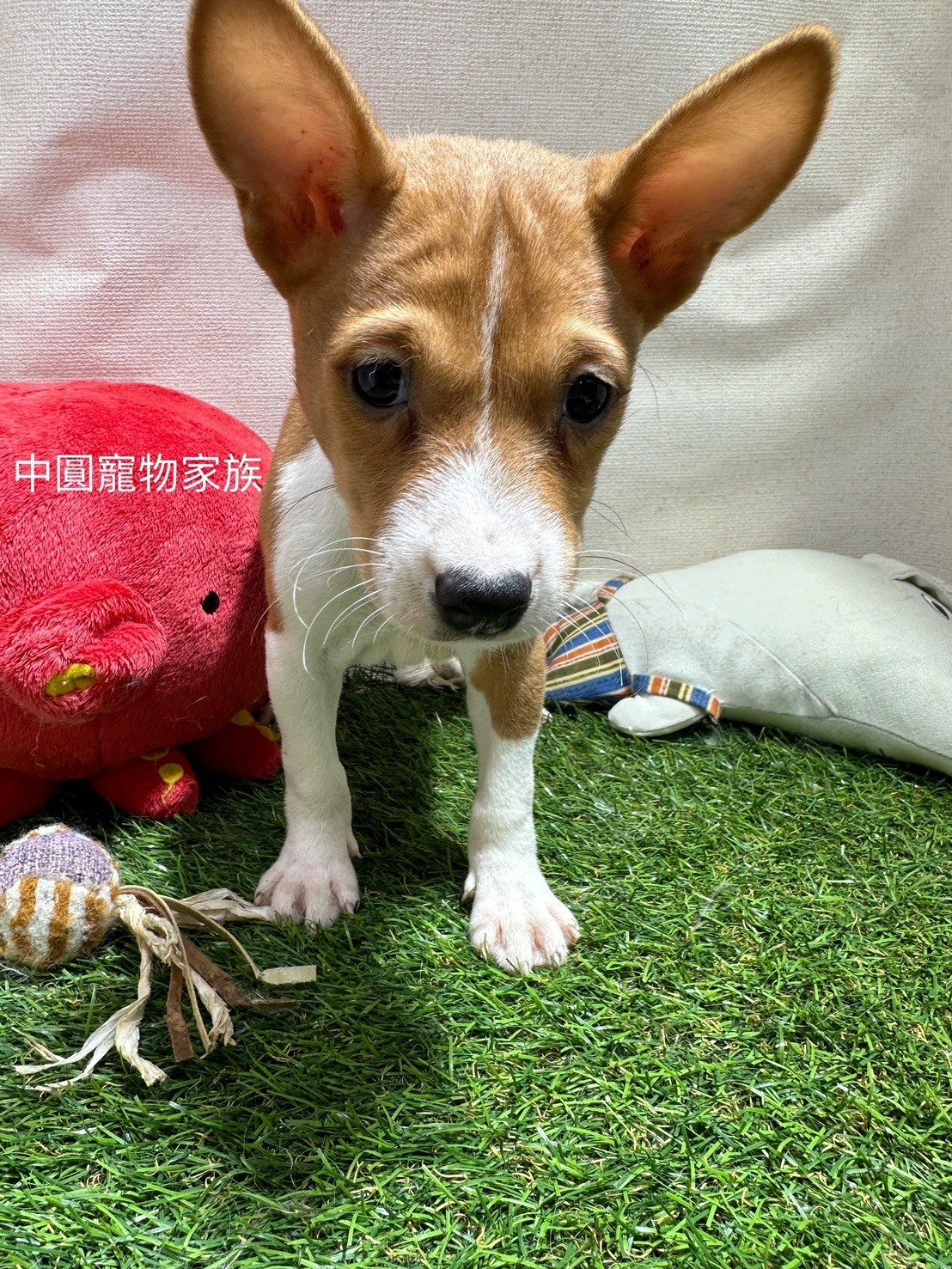 中圓寵物家族／雙色貝生吉犬