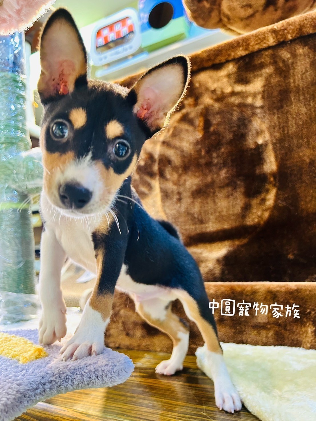 中圓寵物家族／三色貝生吉犬