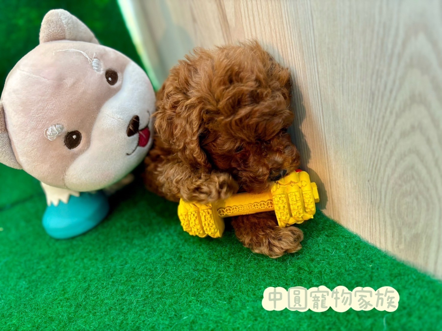 中圓寵物家族／紅色貴賓犬