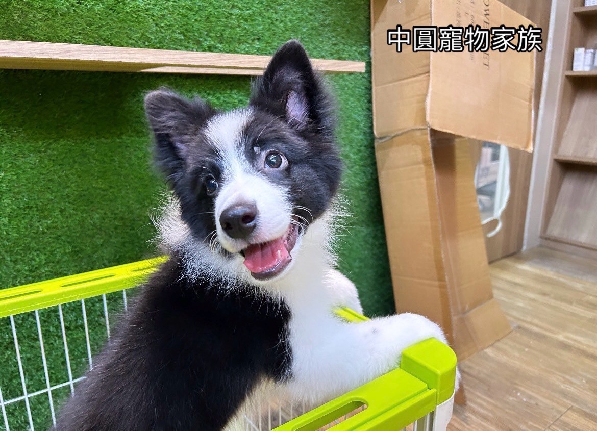 中圓寵物家族／邊境牧羊犬