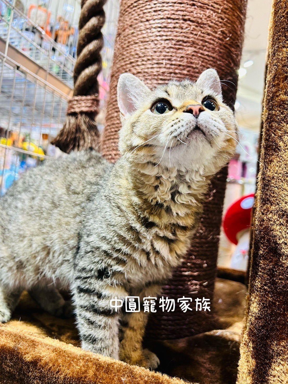 中圓寵物家族／虎斑賽爾凱克羊毛貓