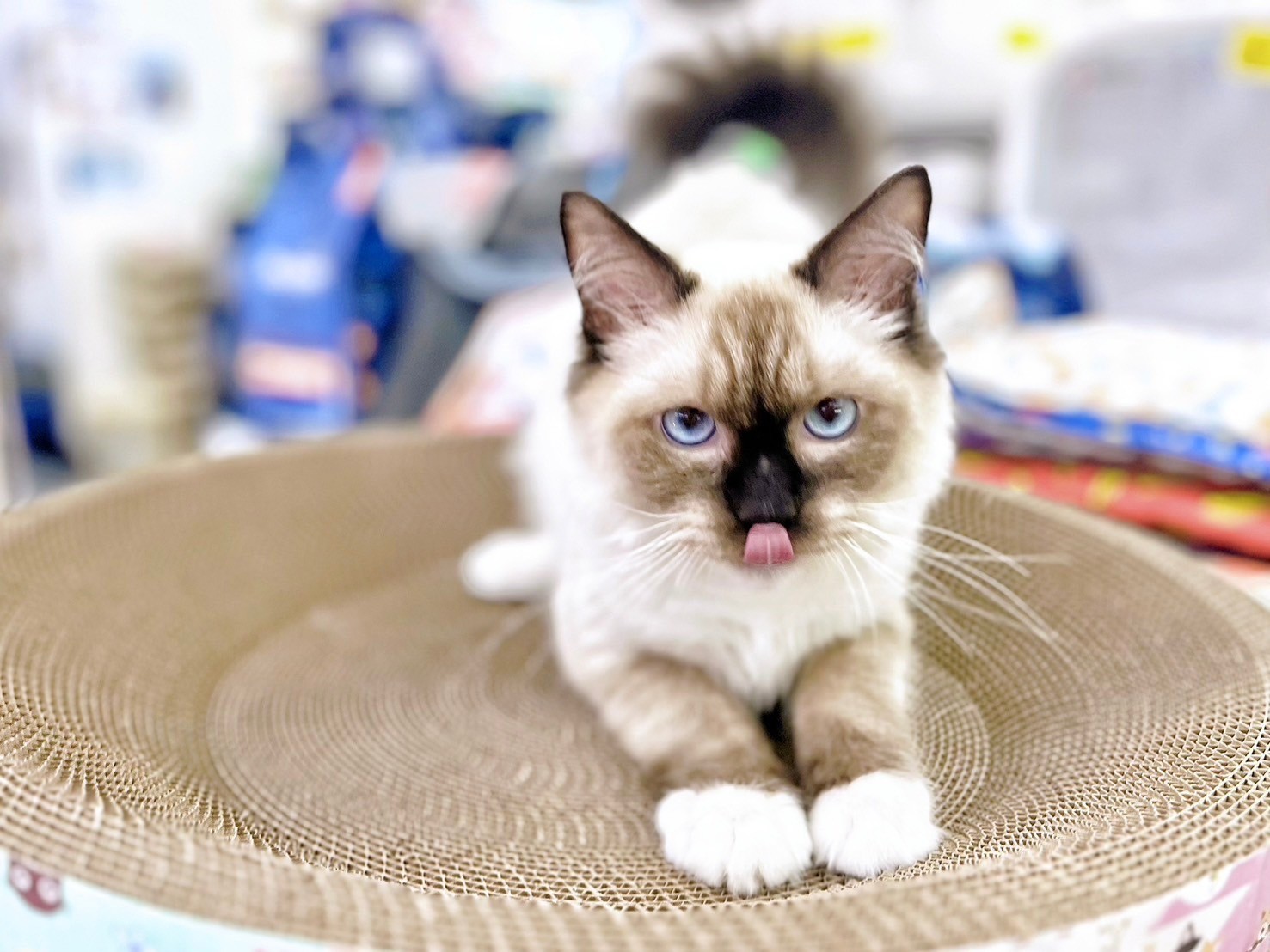 中圓寵物家族／重點色布偶貓