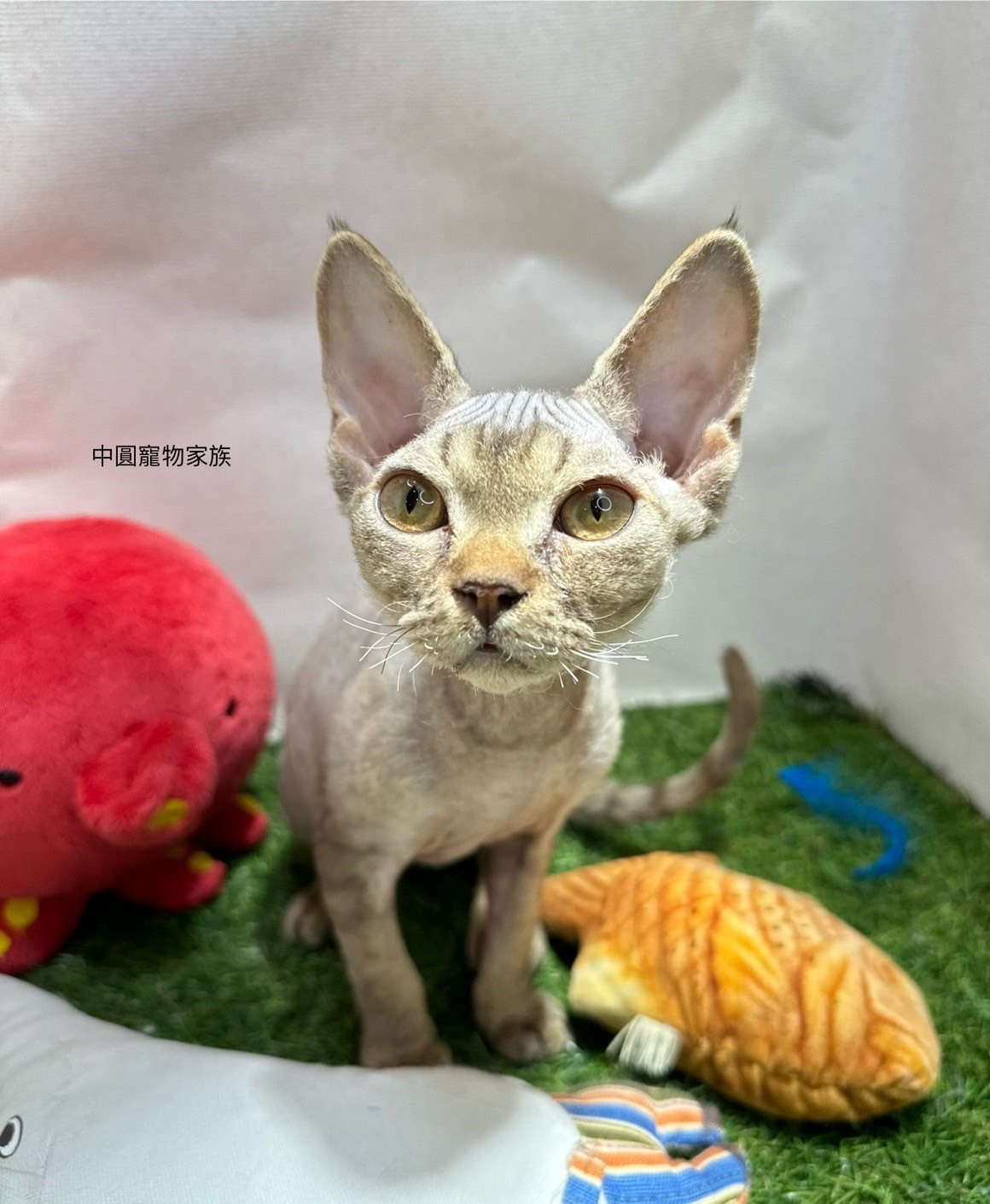 中圓寵物家族／紅金棕色德文捲毛貓