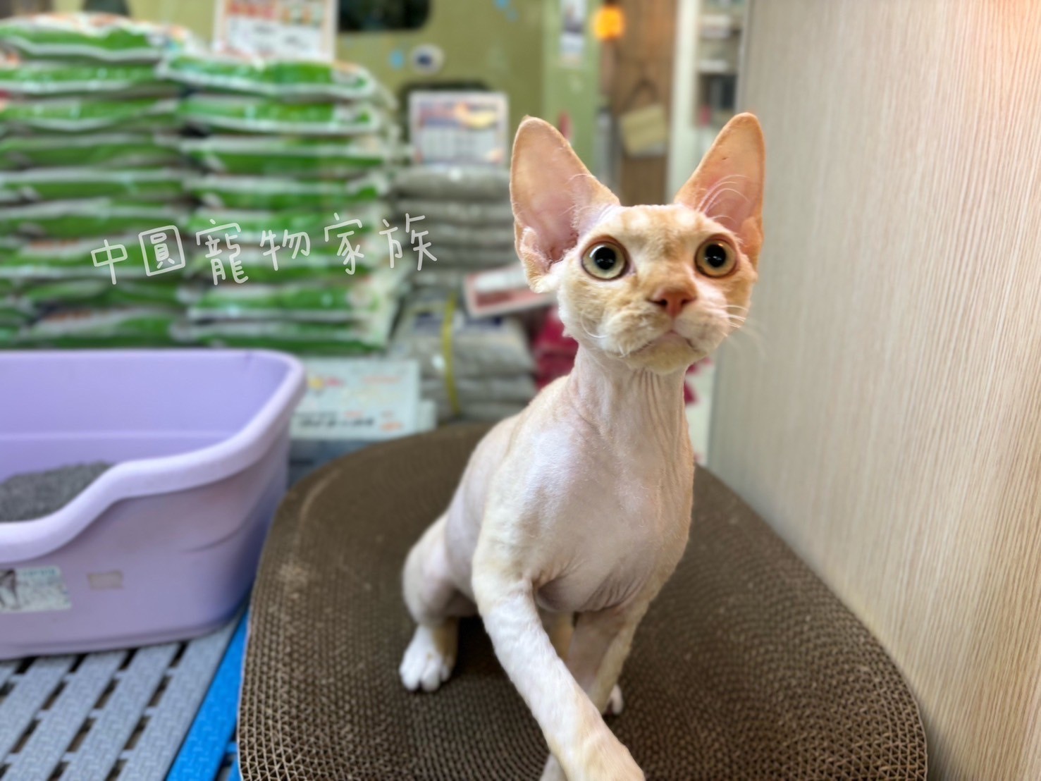 中圓寵物家族／紅白色德文捲毛貓