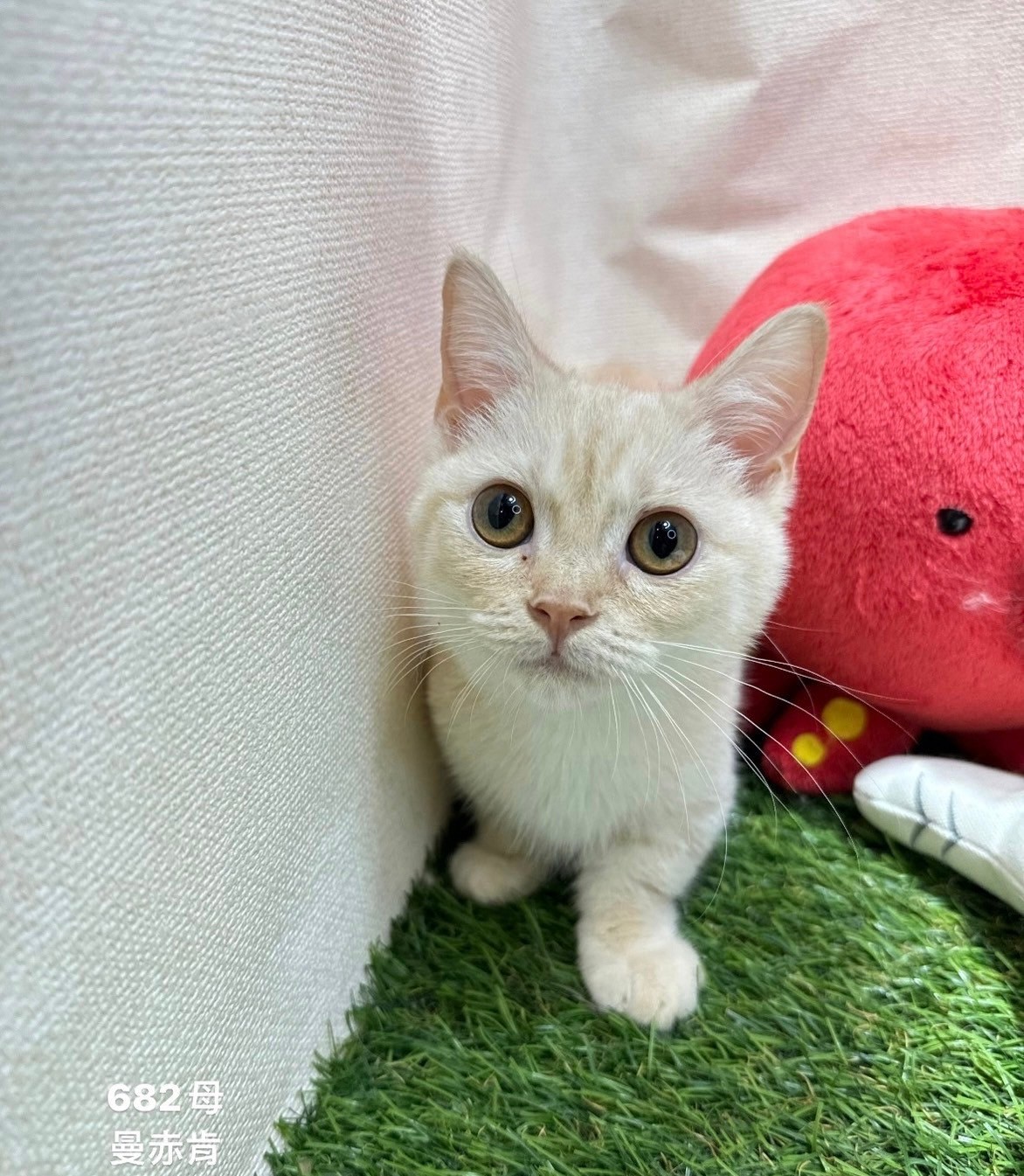 中圓寵物家族／曼赤肯