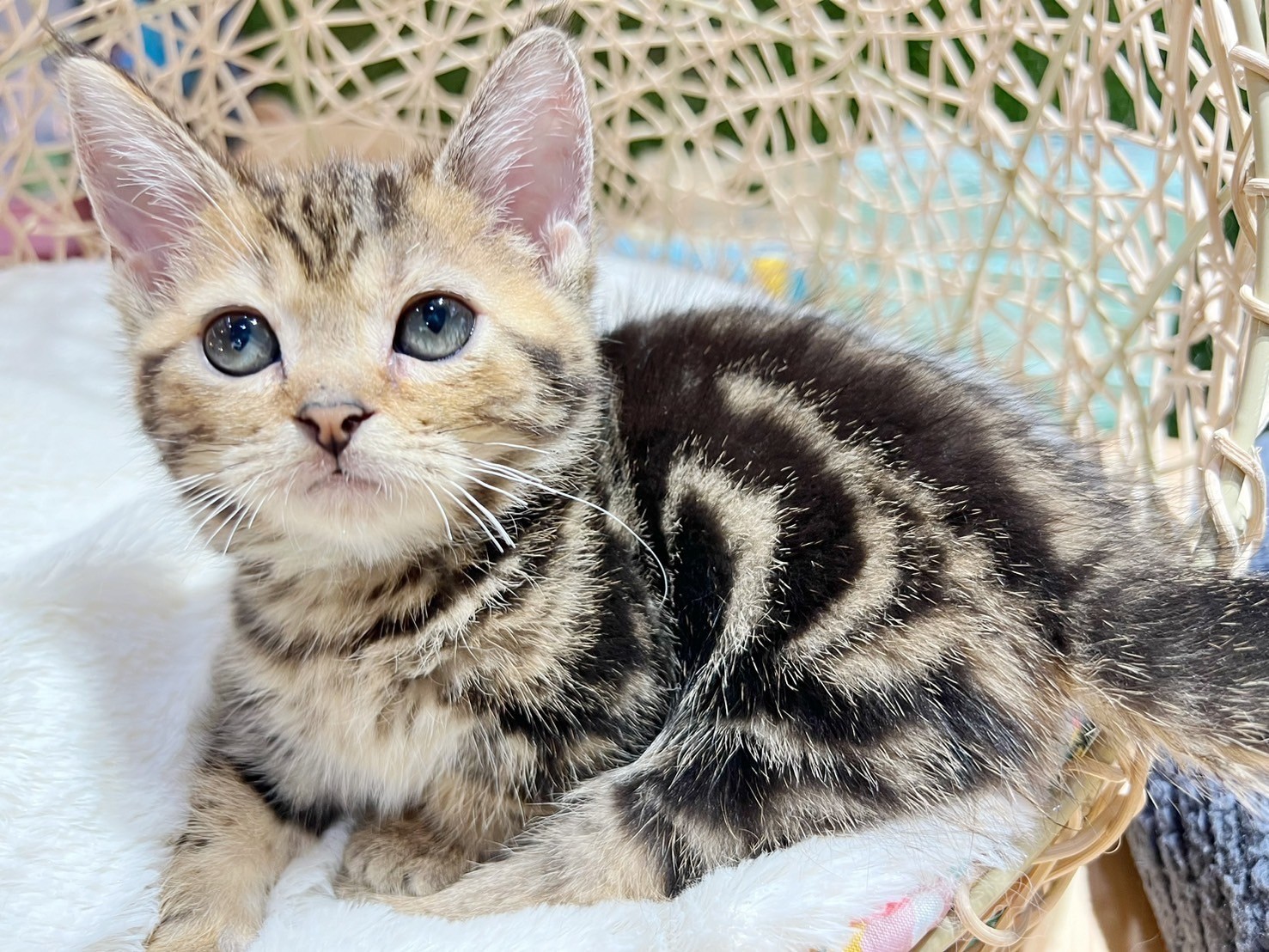 中圓寵物家族／古銅色曼赤肯