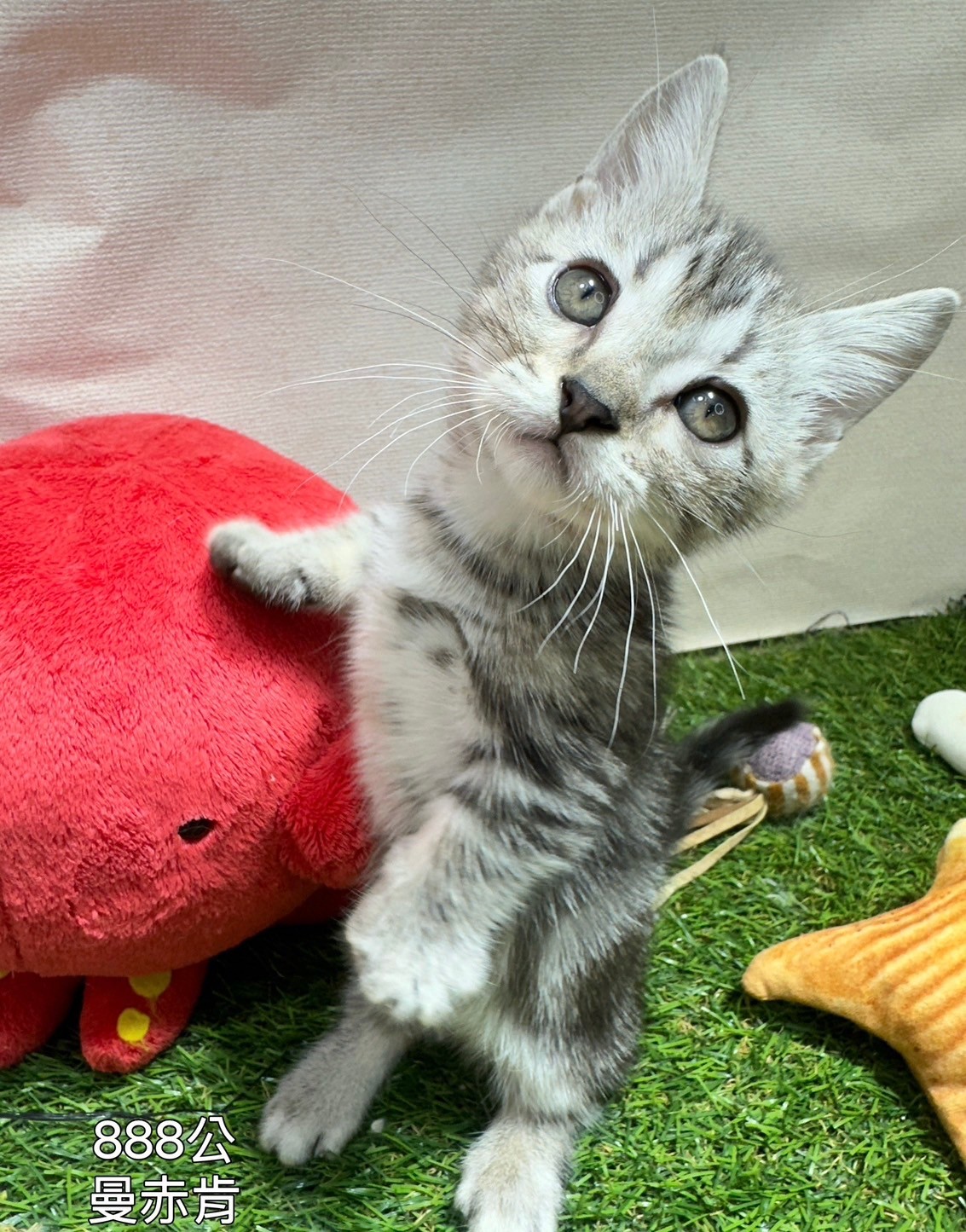 中圓寵物家族／曼赤肯