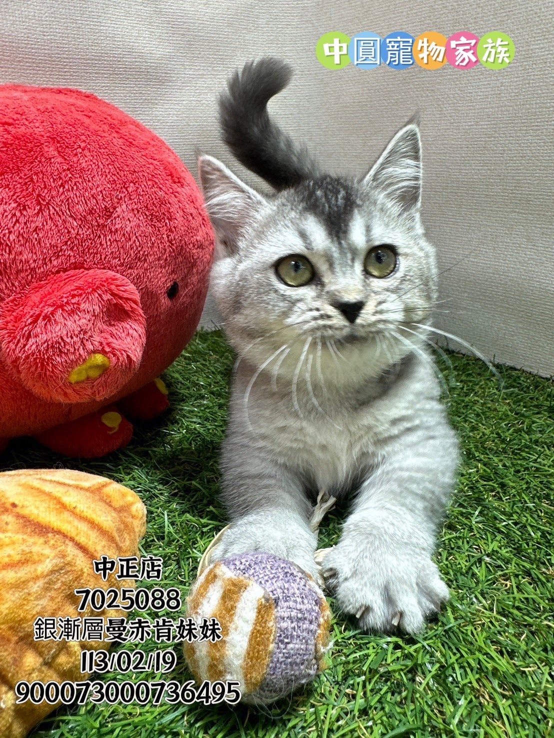 中圓寵物家族／銀漸層曼赤肯