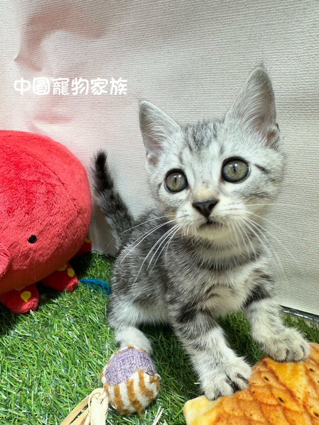 中圓寵物家族／銀白色曼赤肯