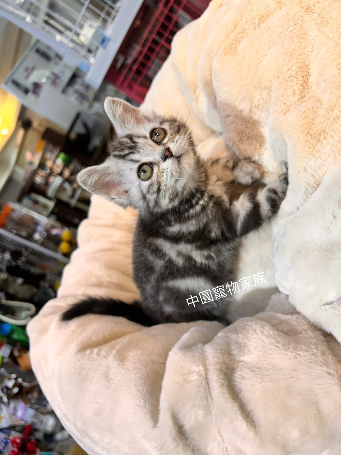 中圓寵物家族／銀白螺旋紋美國短毛貓