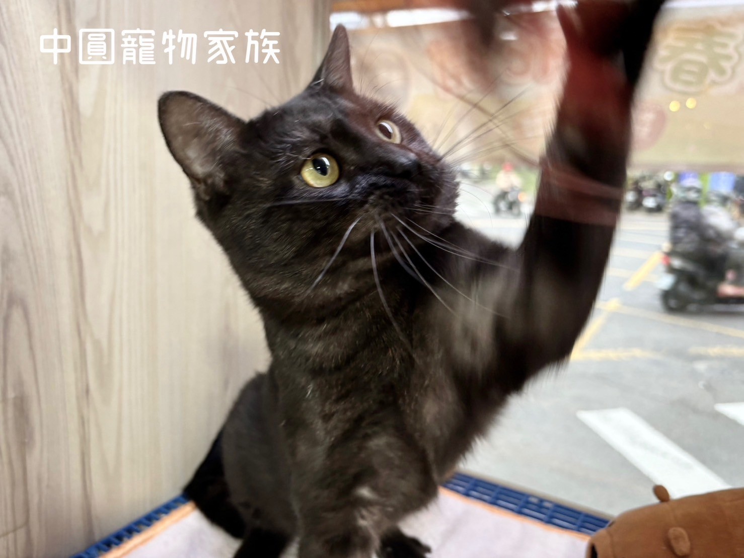 中圓寵物家族／煙燻色美國短毛貓