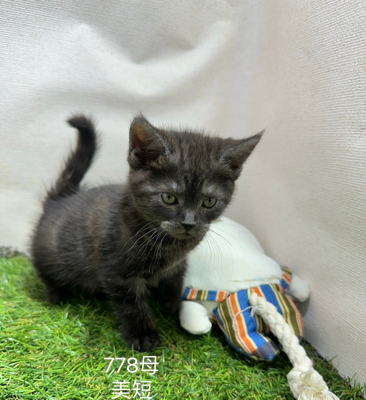 中圓寵物家族／美國短毛貓