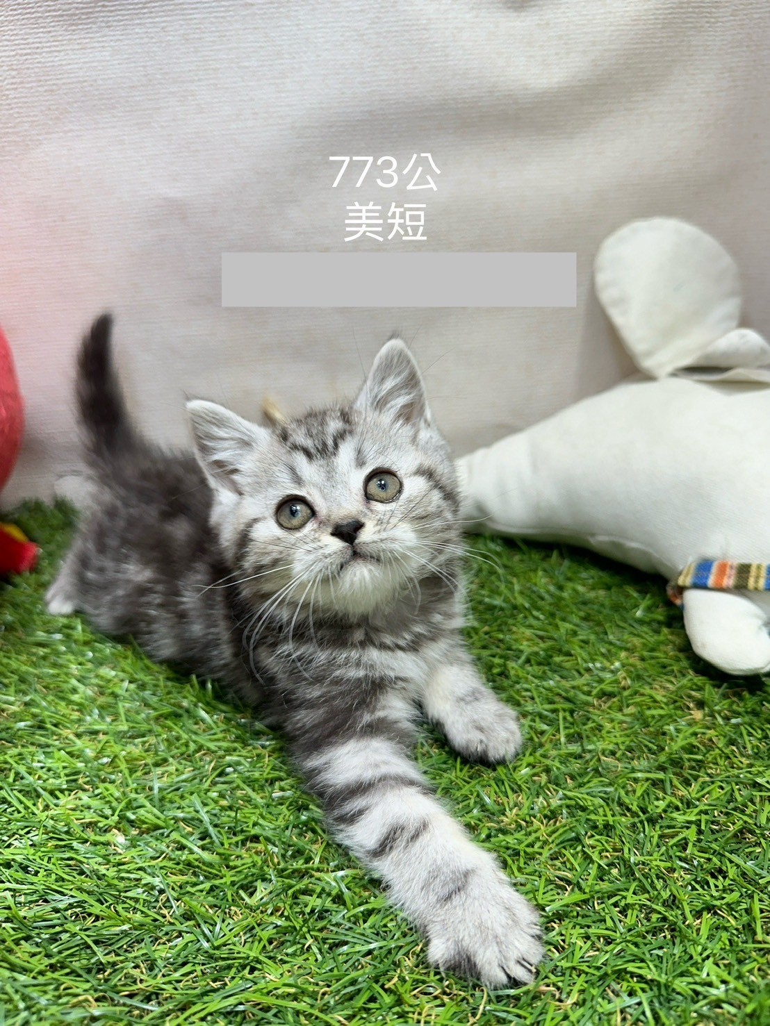 中圓寵物家族／美國短毛貓