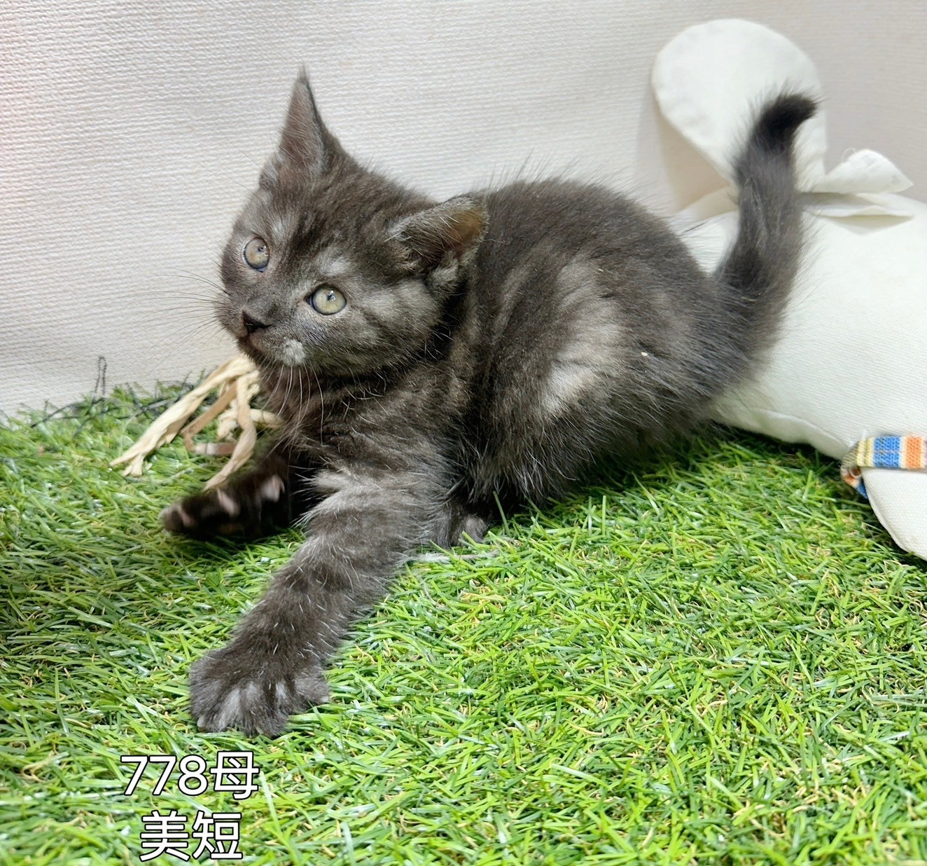 中圓寵物家族／美國短毛貓