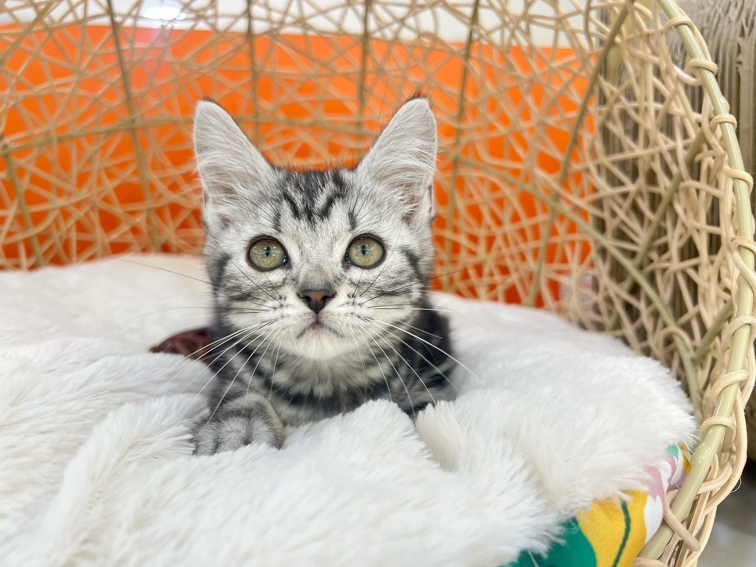 中圓寵物家族／銀白色美國短毛貓