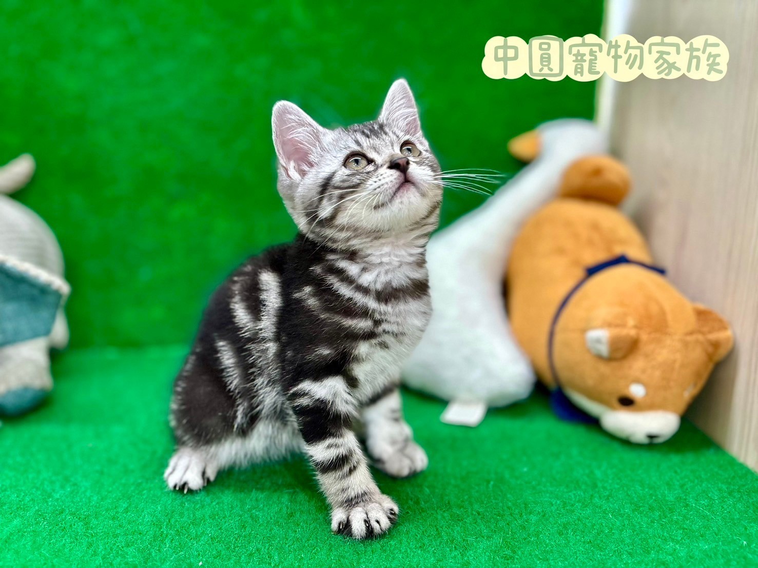 中圓寵物家族／銀白色美國短毛貓