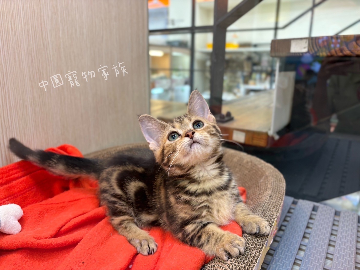 中圓寵物家族／古銅色曼赤肯