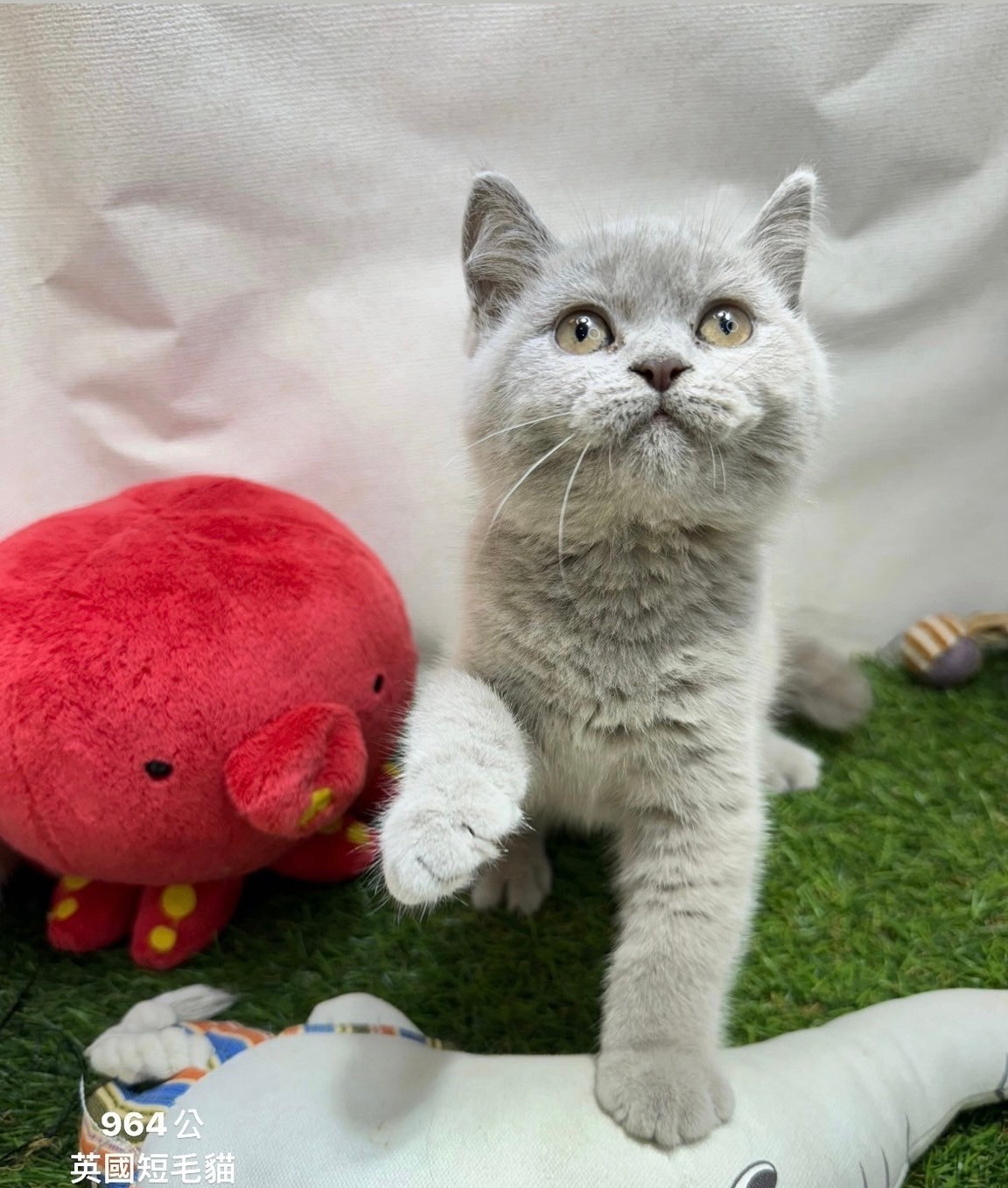 中圓寵物家族／英國短毛貓