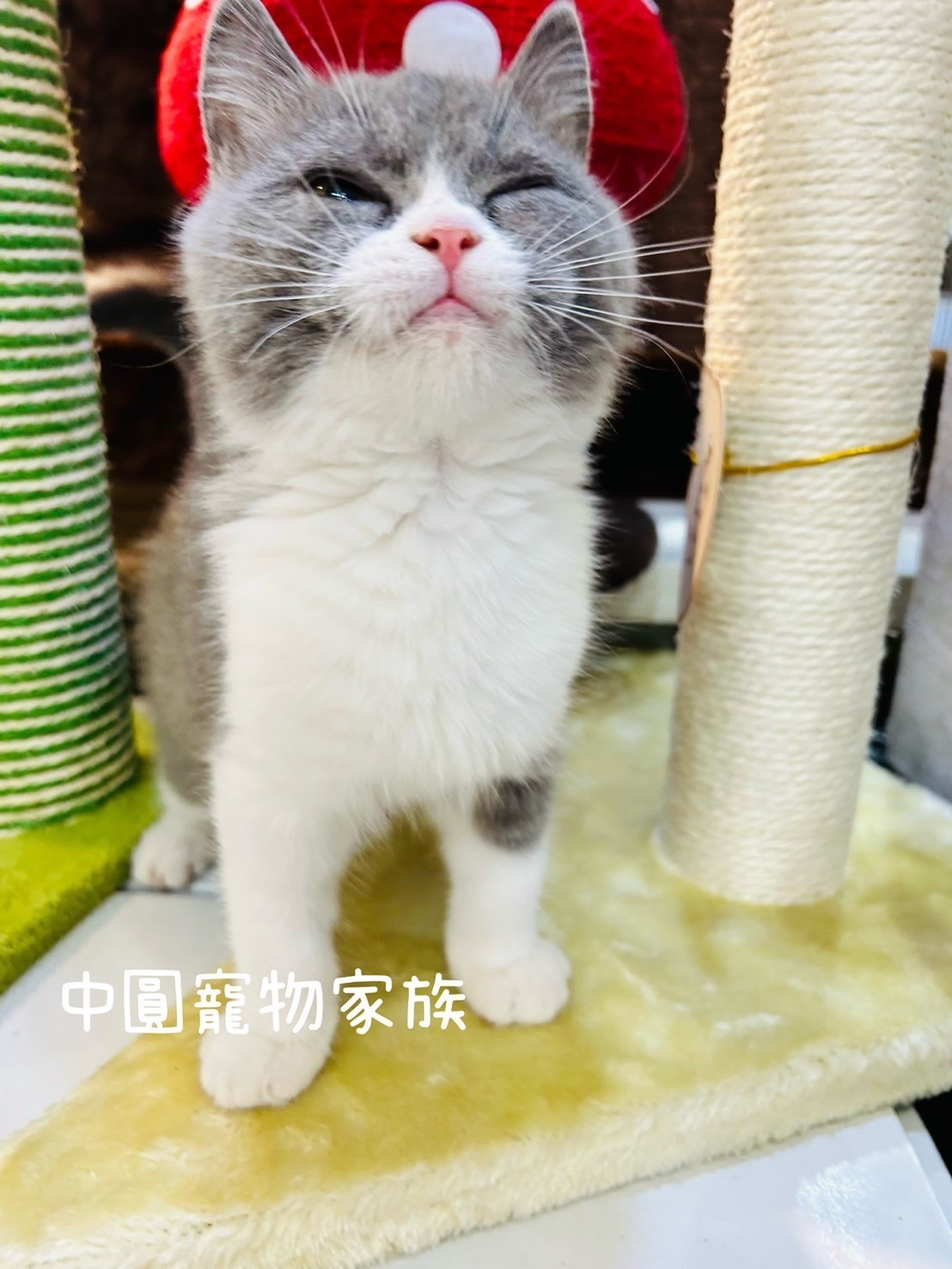 中圓寵物家族／藍白賓士英國短毛貓
