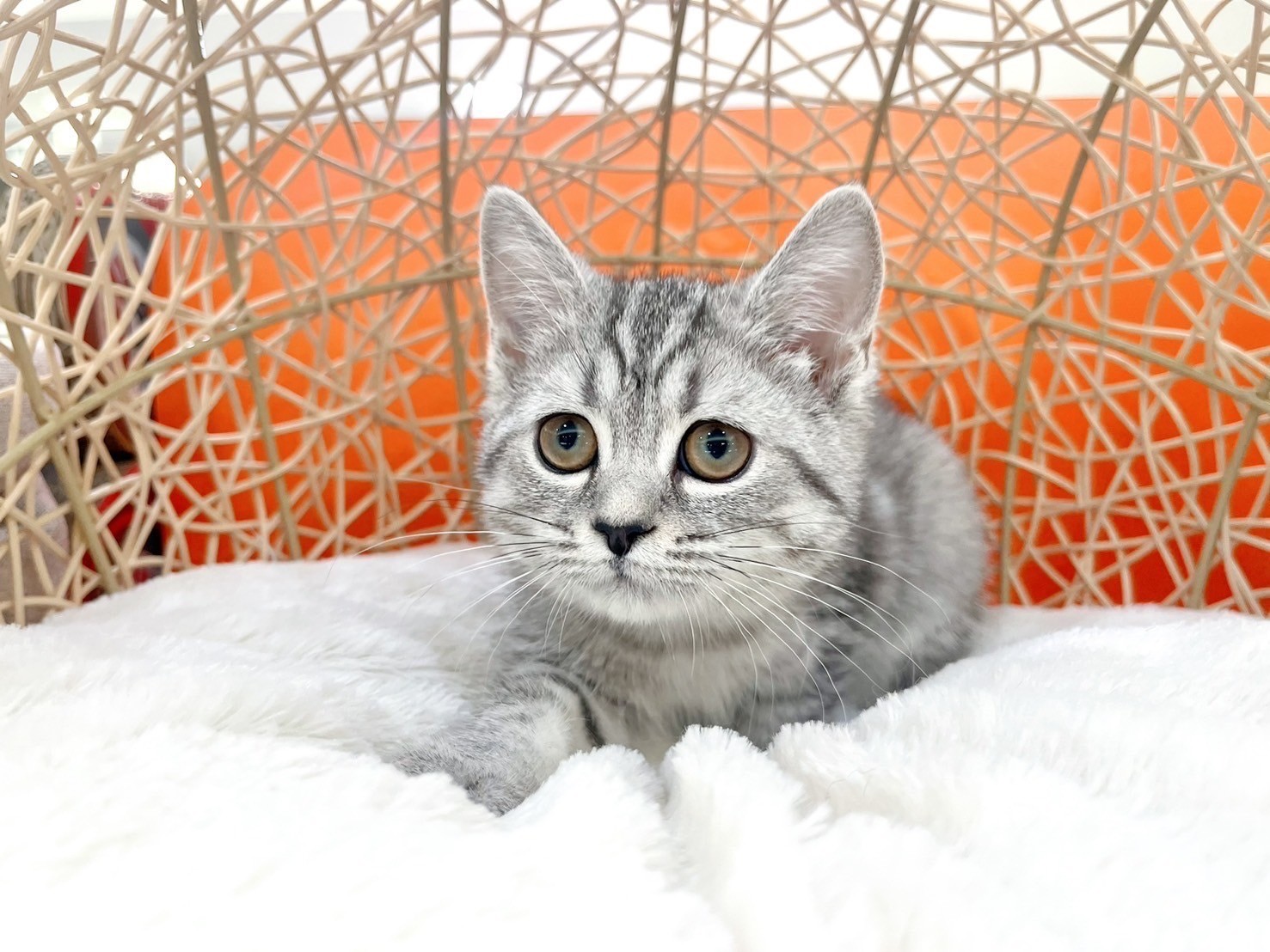 中圓寵物家族／銀虎斑英國短毛貓