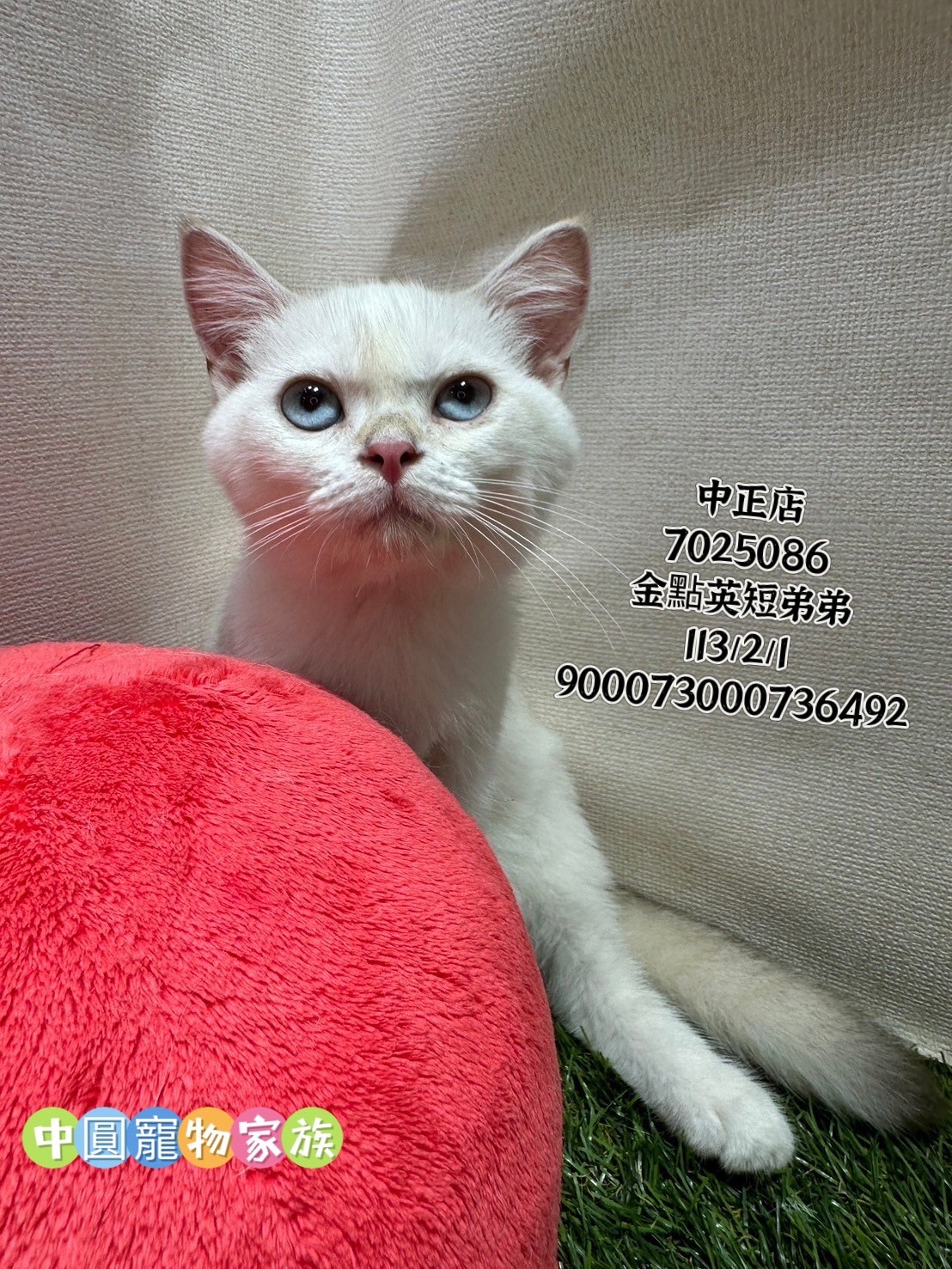 中圓寵物家族／金點色英國短毛貓