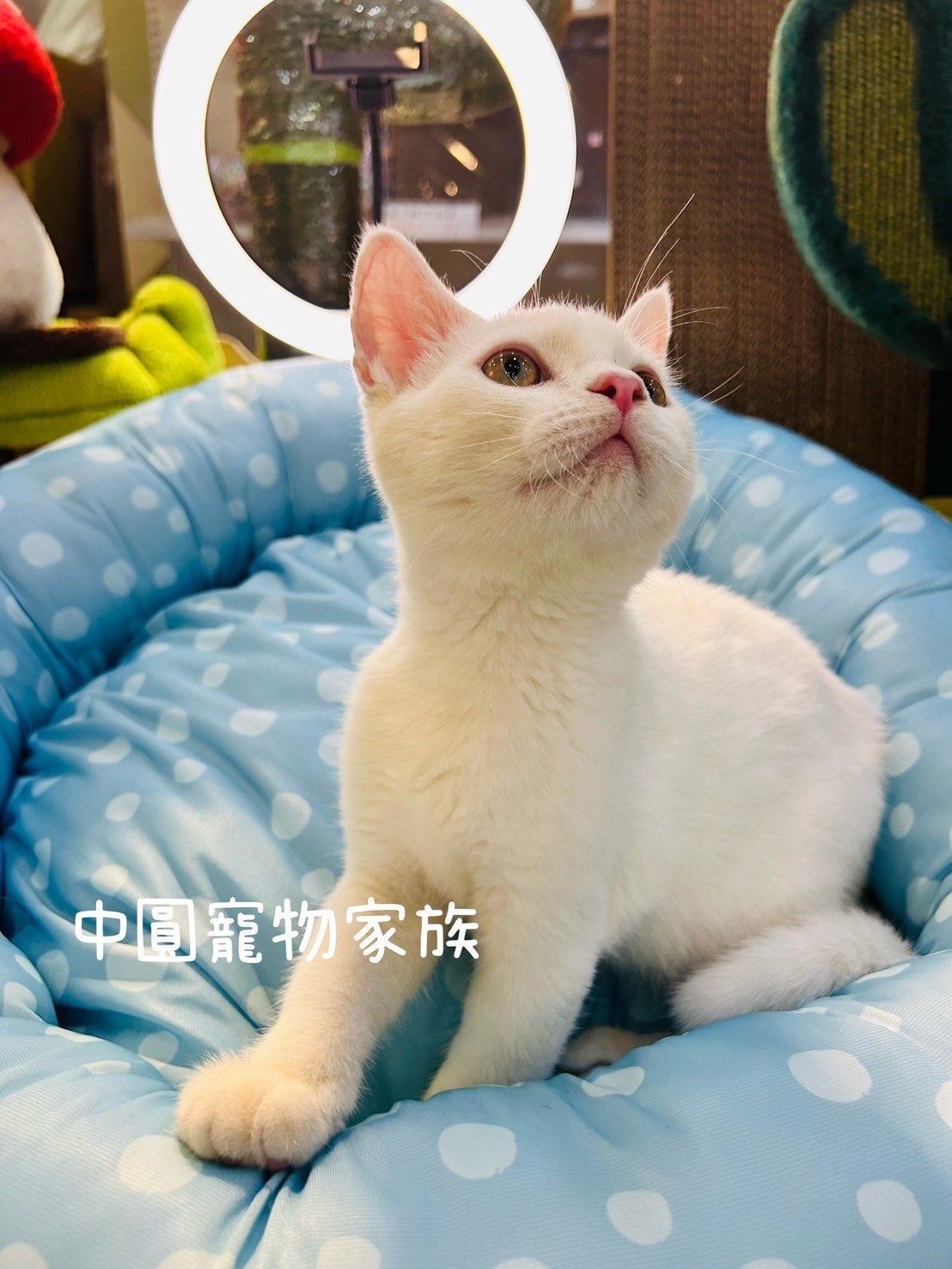 中圓寵物家族／白色英國短毛貓