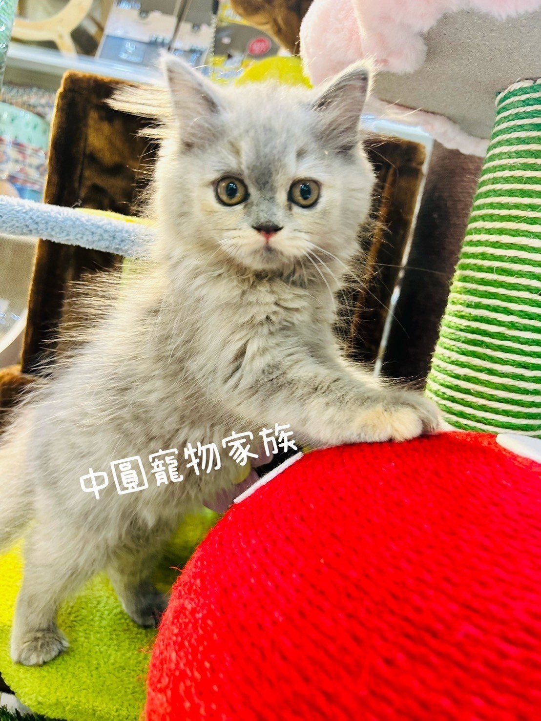 中圓寵物家族／藍奶色英國長毛貓