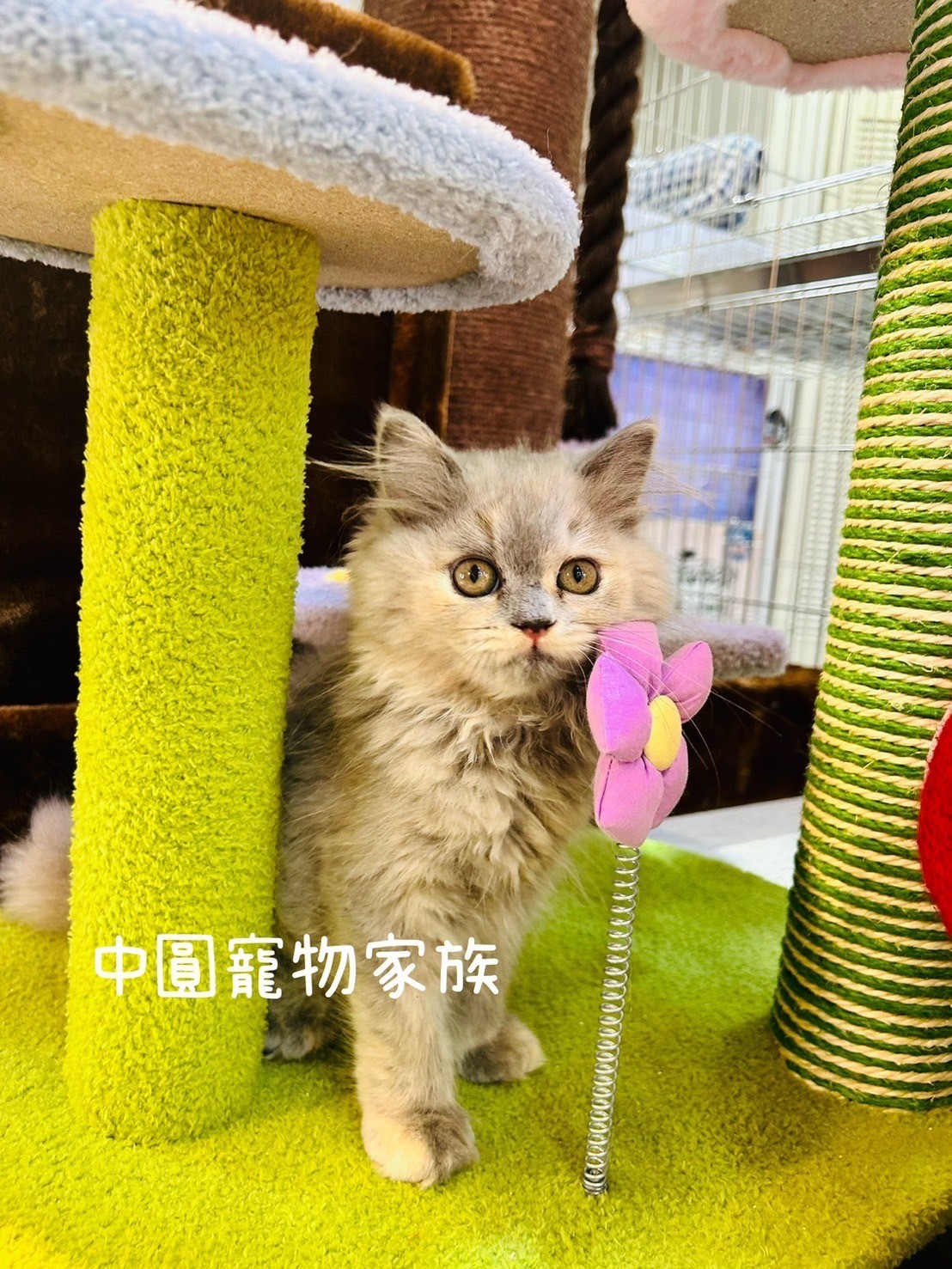 中圓寵物家族／藍奶英國長毛貓