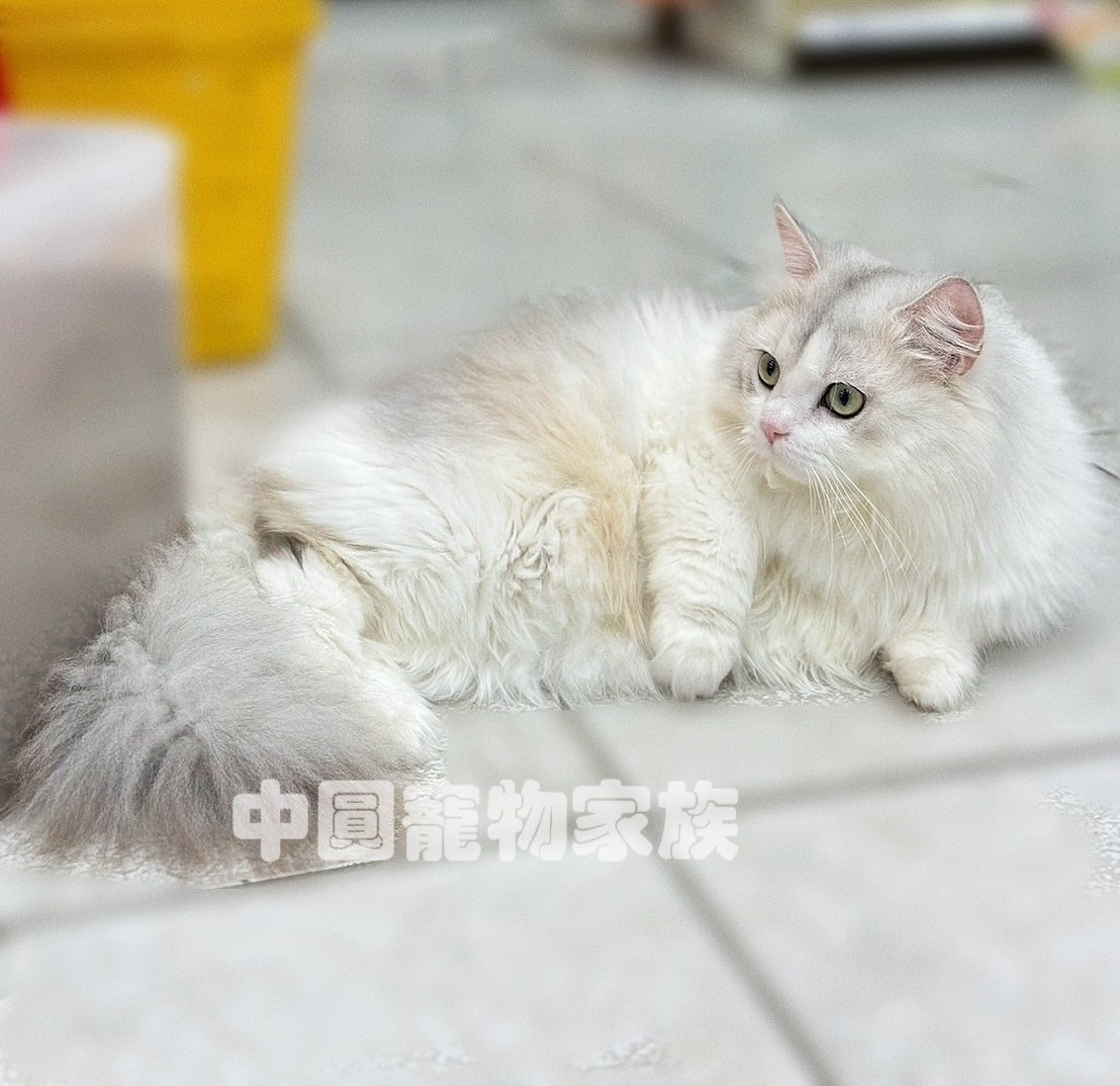 中圓寵物家族／銀漸層非標準長毛貓